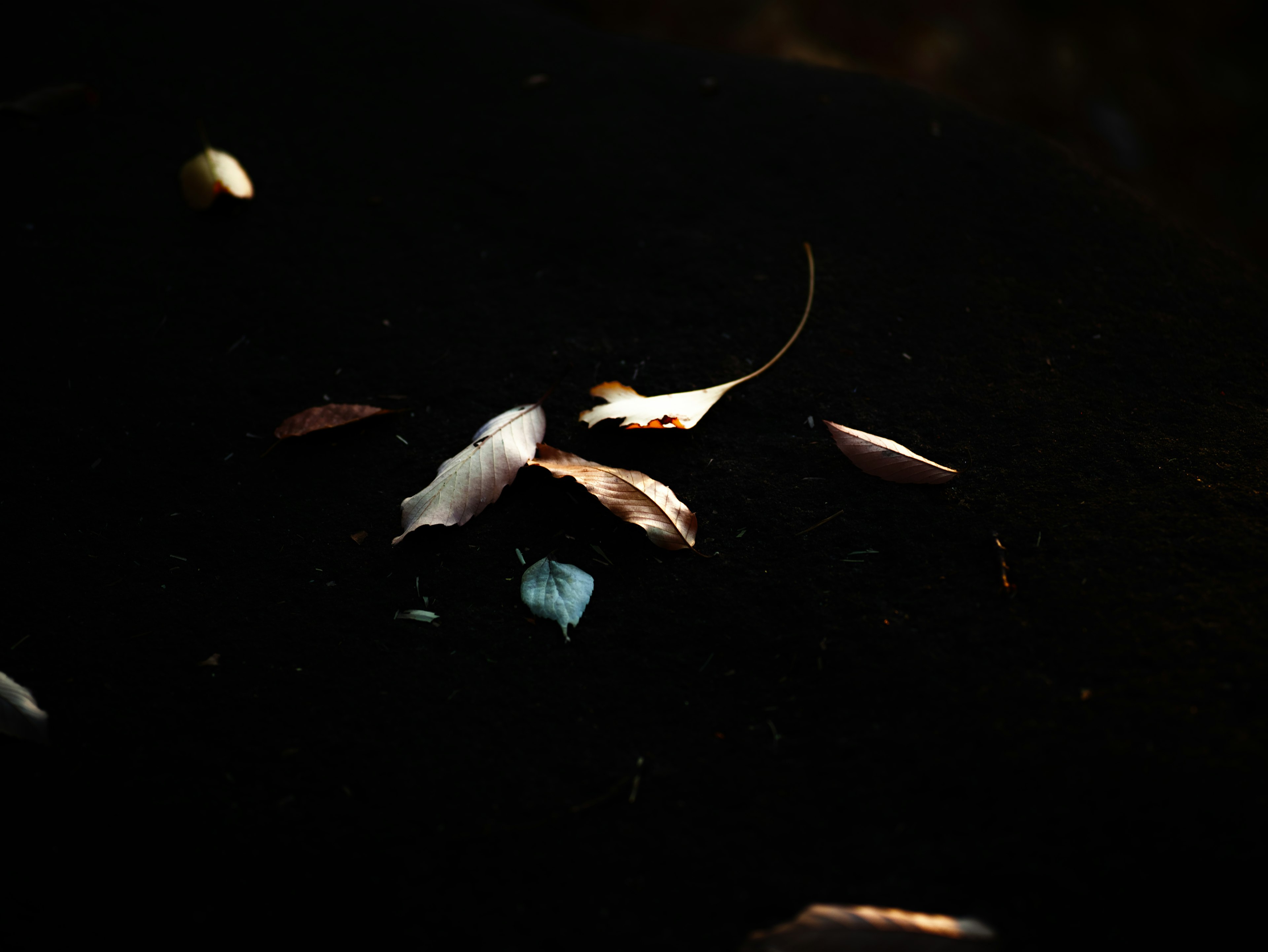 Small fish swimming in dark water