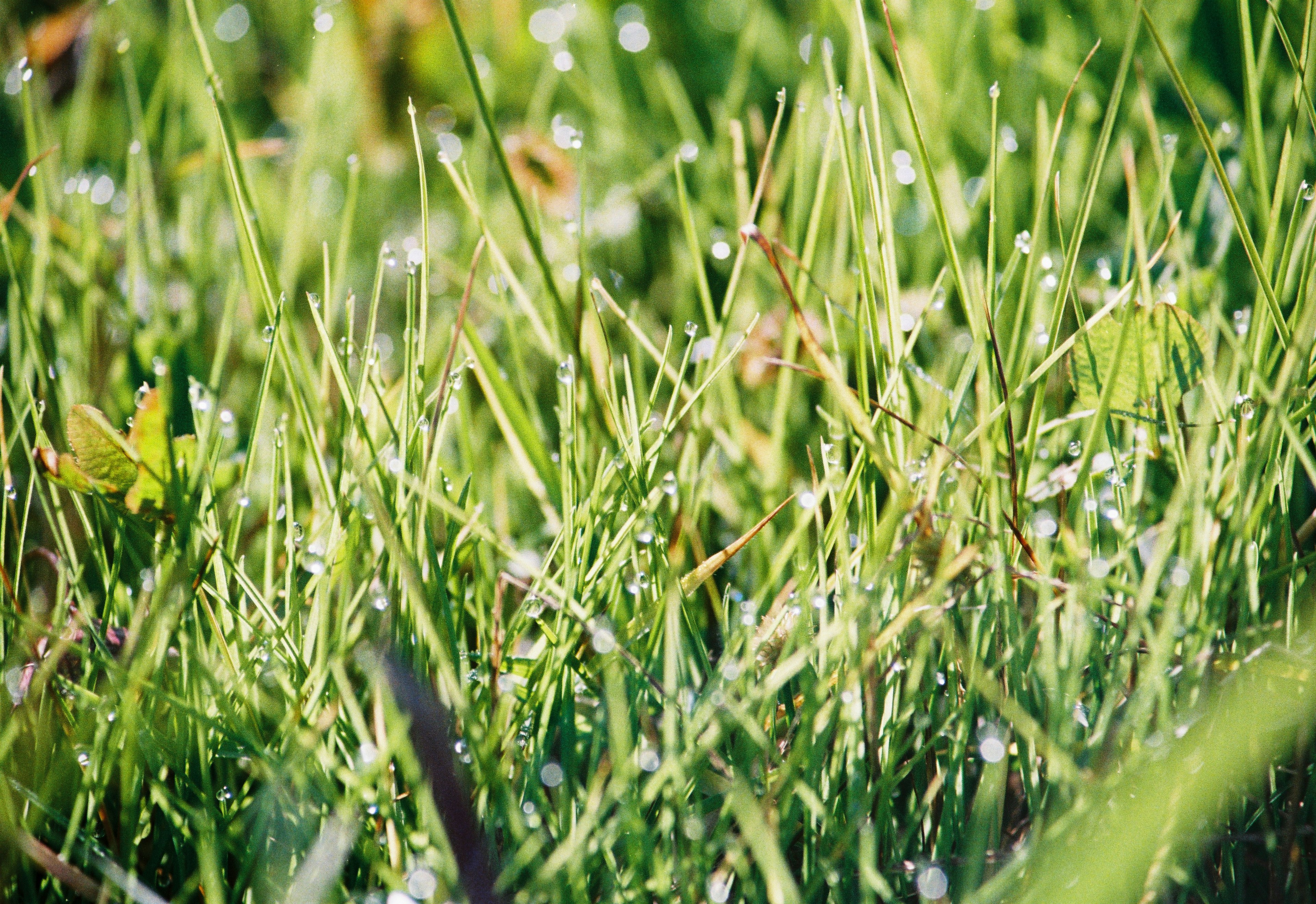 Nahaufnahme von grünem Gras mit Tautropfen