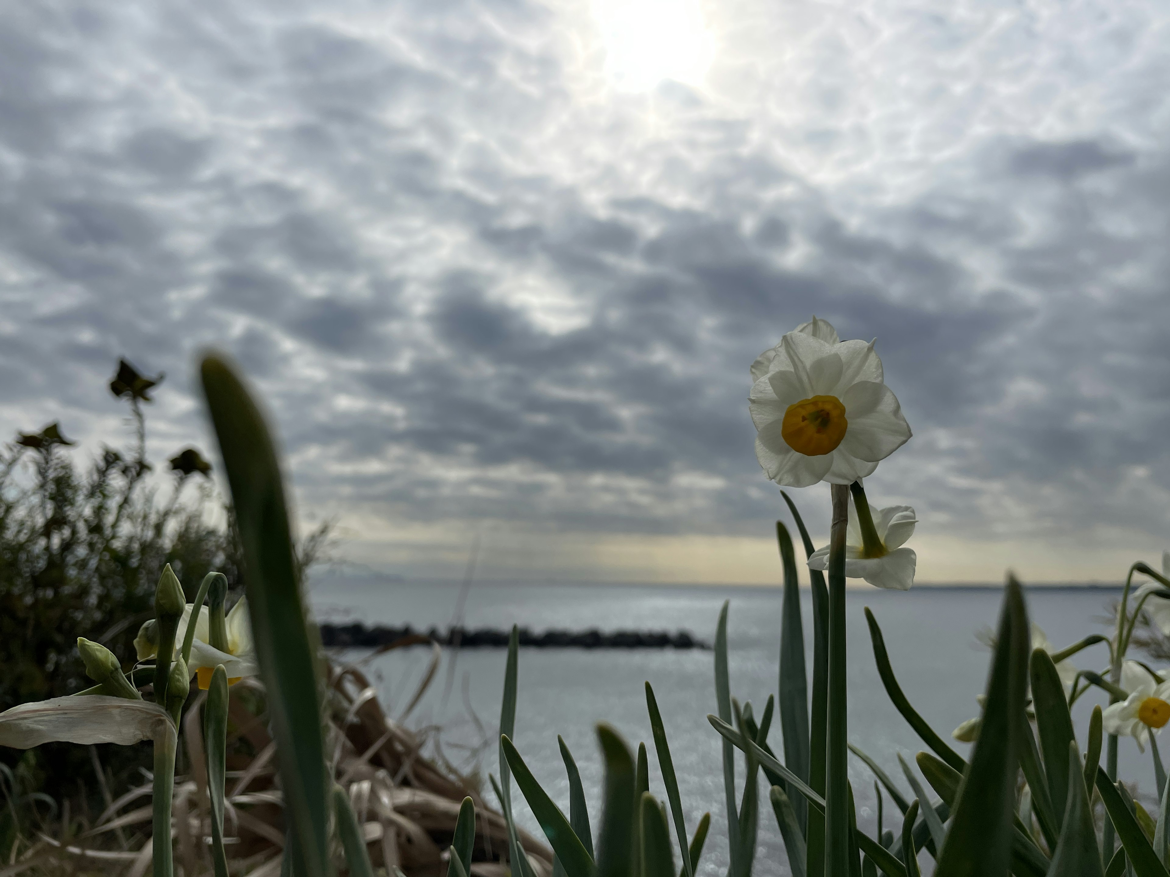 Fiore di narciso che fiorisce vicino al mare sotto un cielo nuvoloso