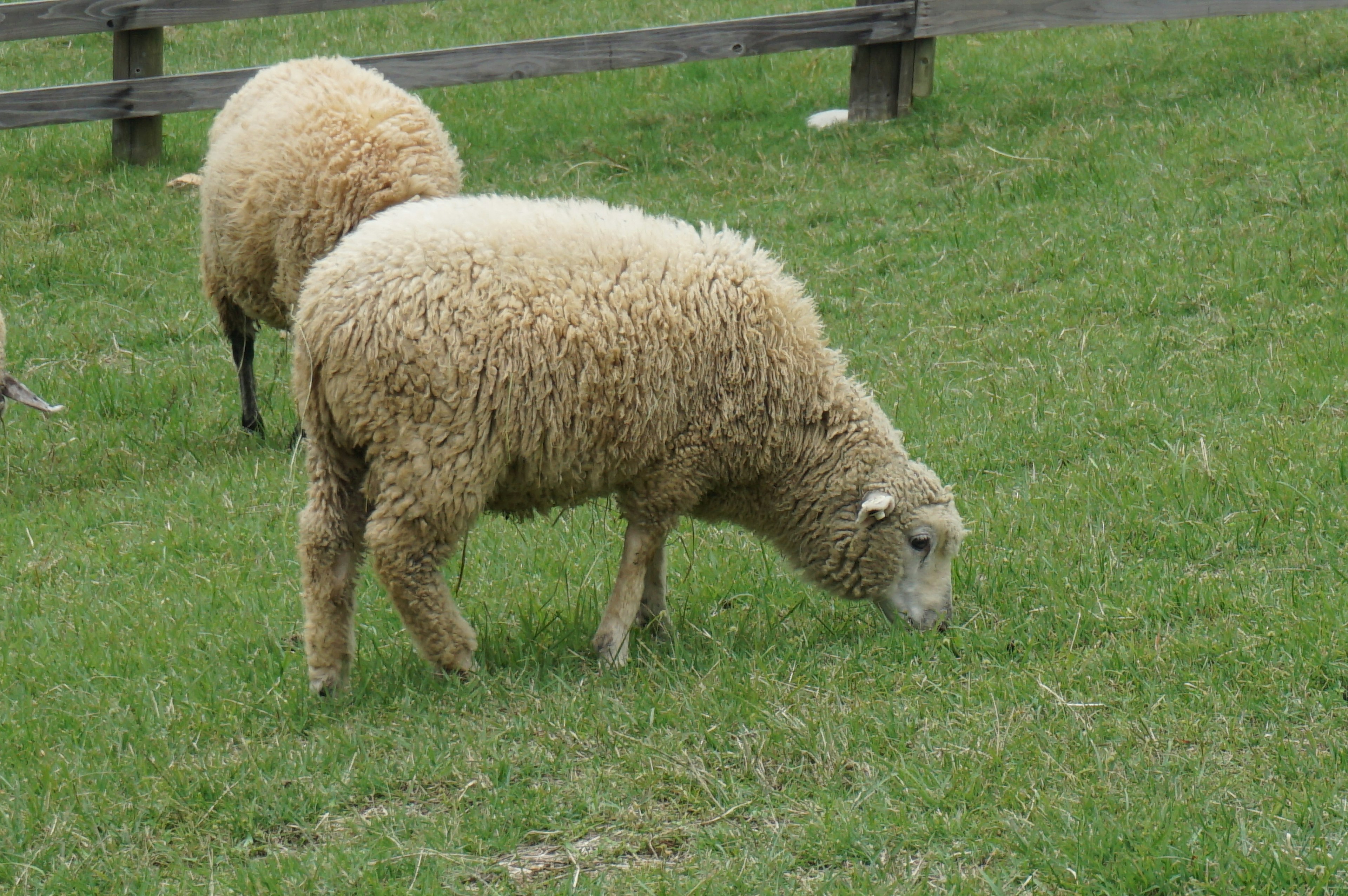 Un rebaño de ovejas pastando en un prado verde