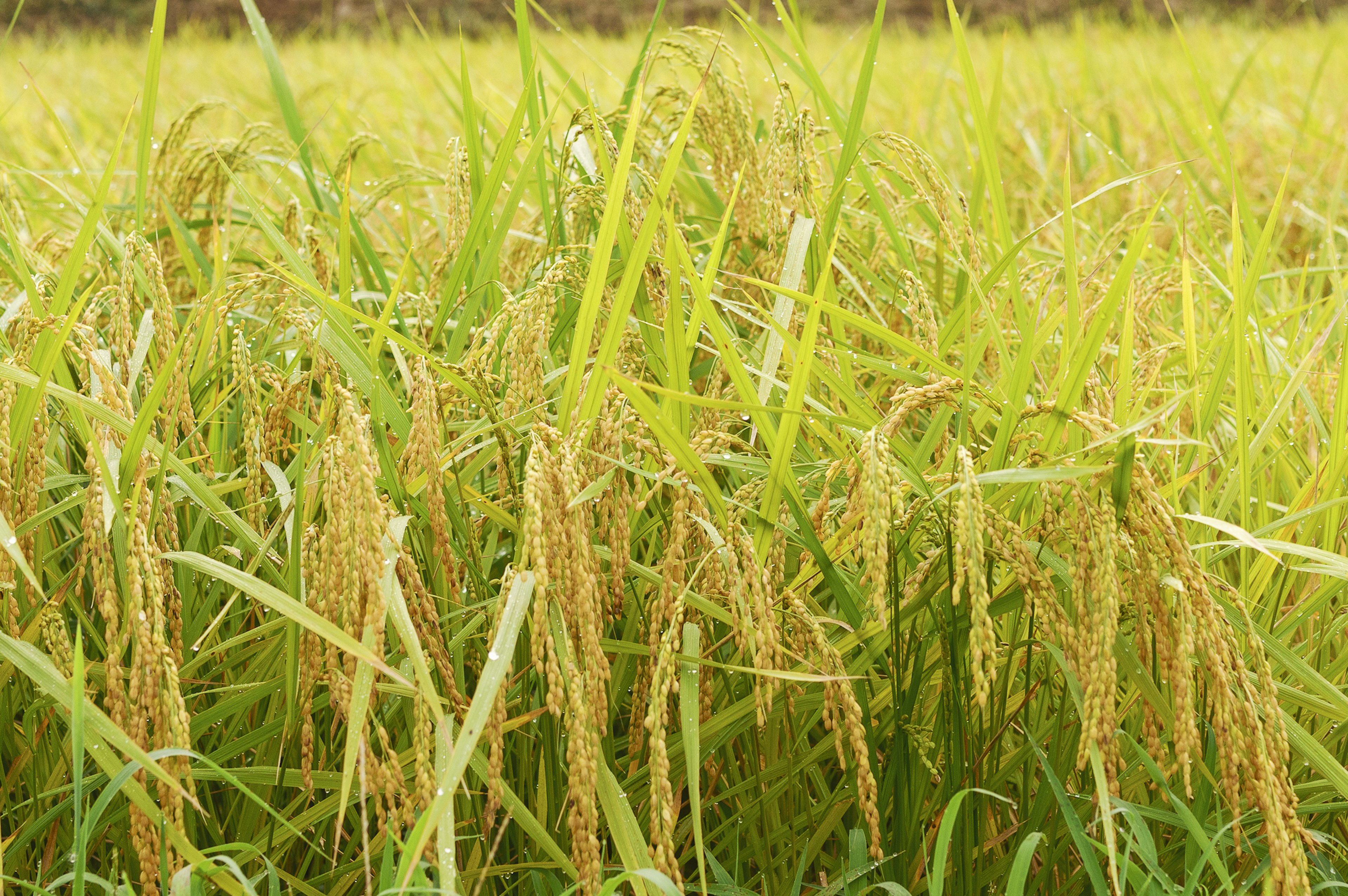 A field of ripe rice swaying in the wind