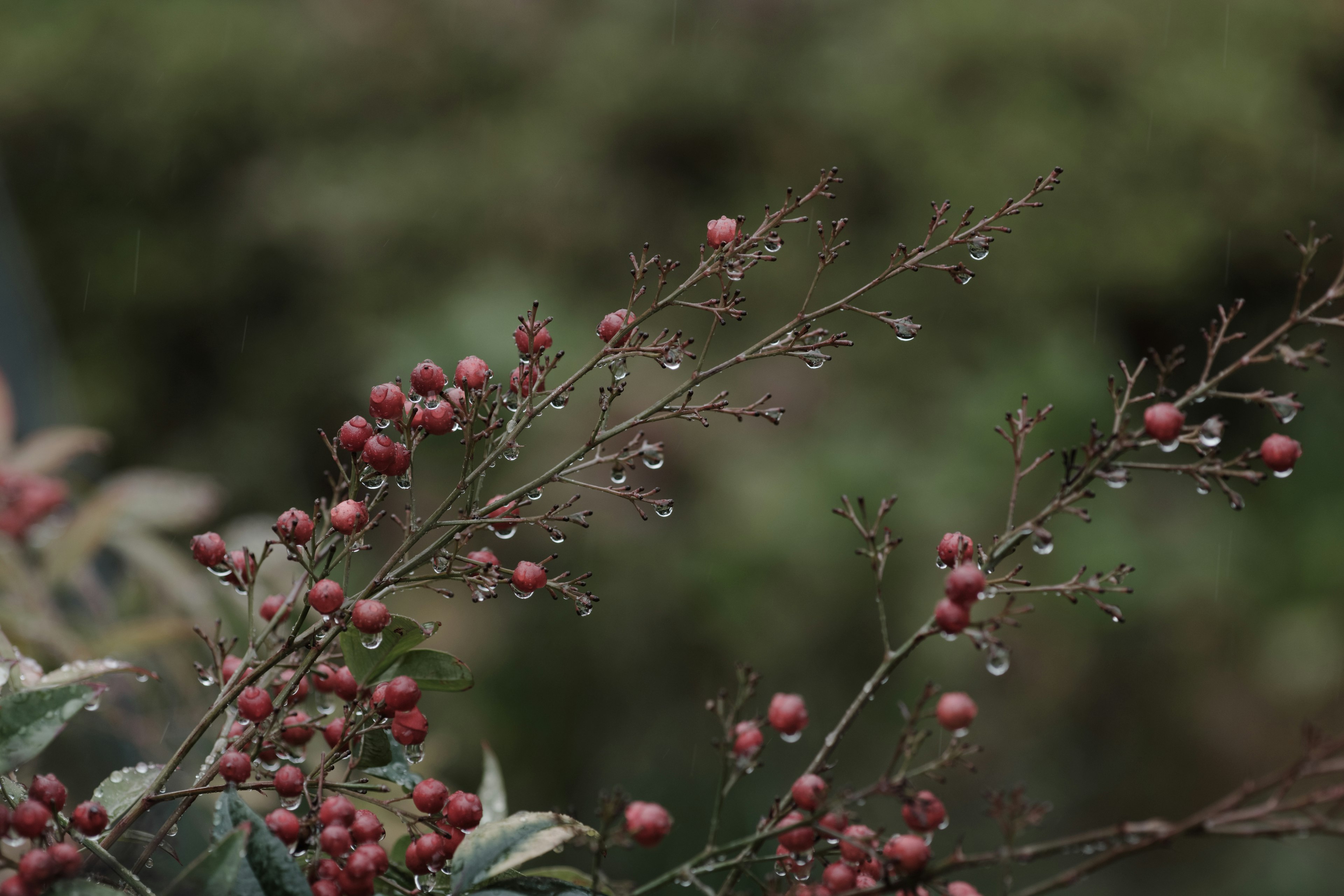 Cabang tipis dengan buah merah di latar belakang hijau