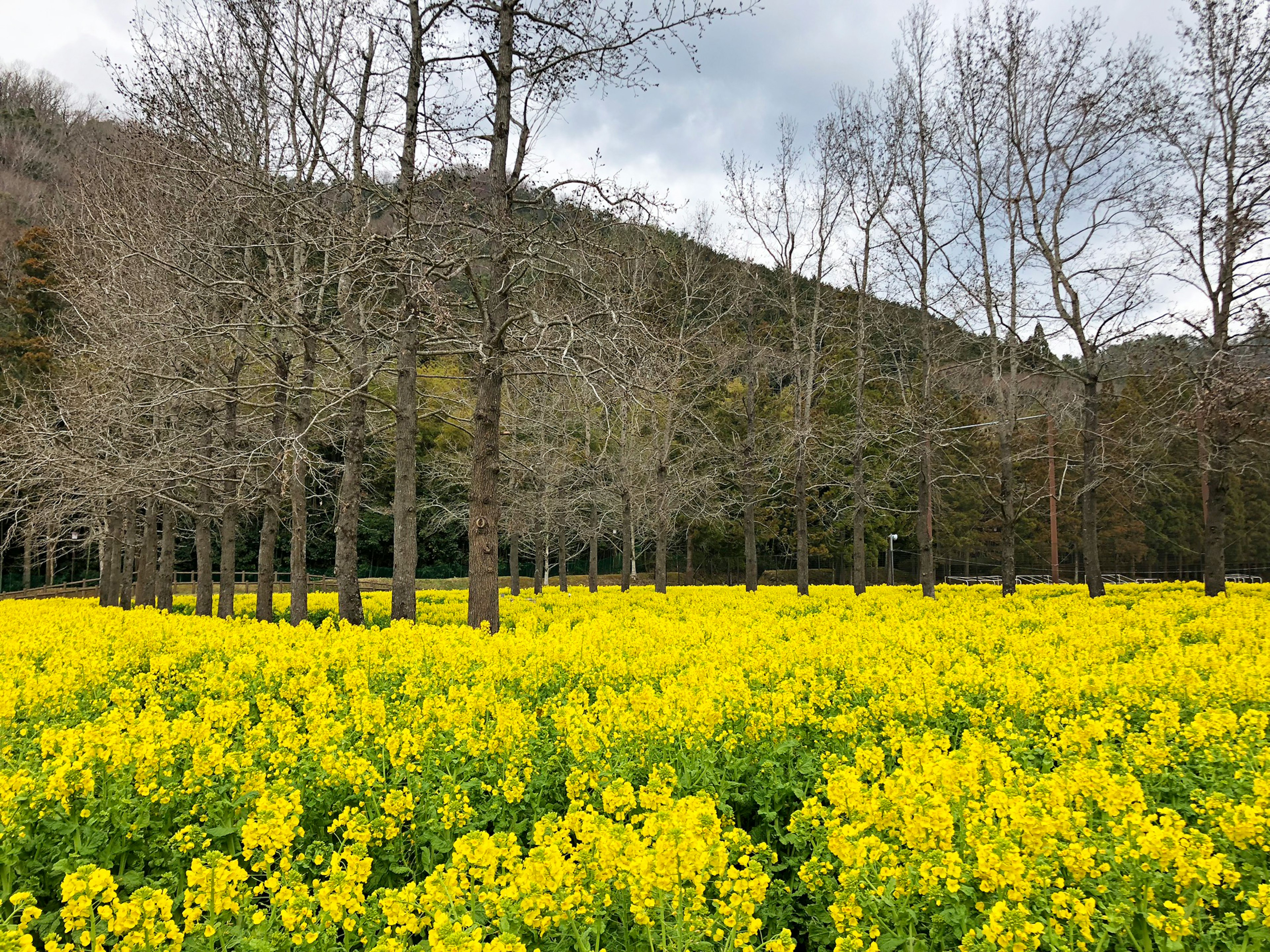 黄色い花が咲くフィールドと冬の木々の風景