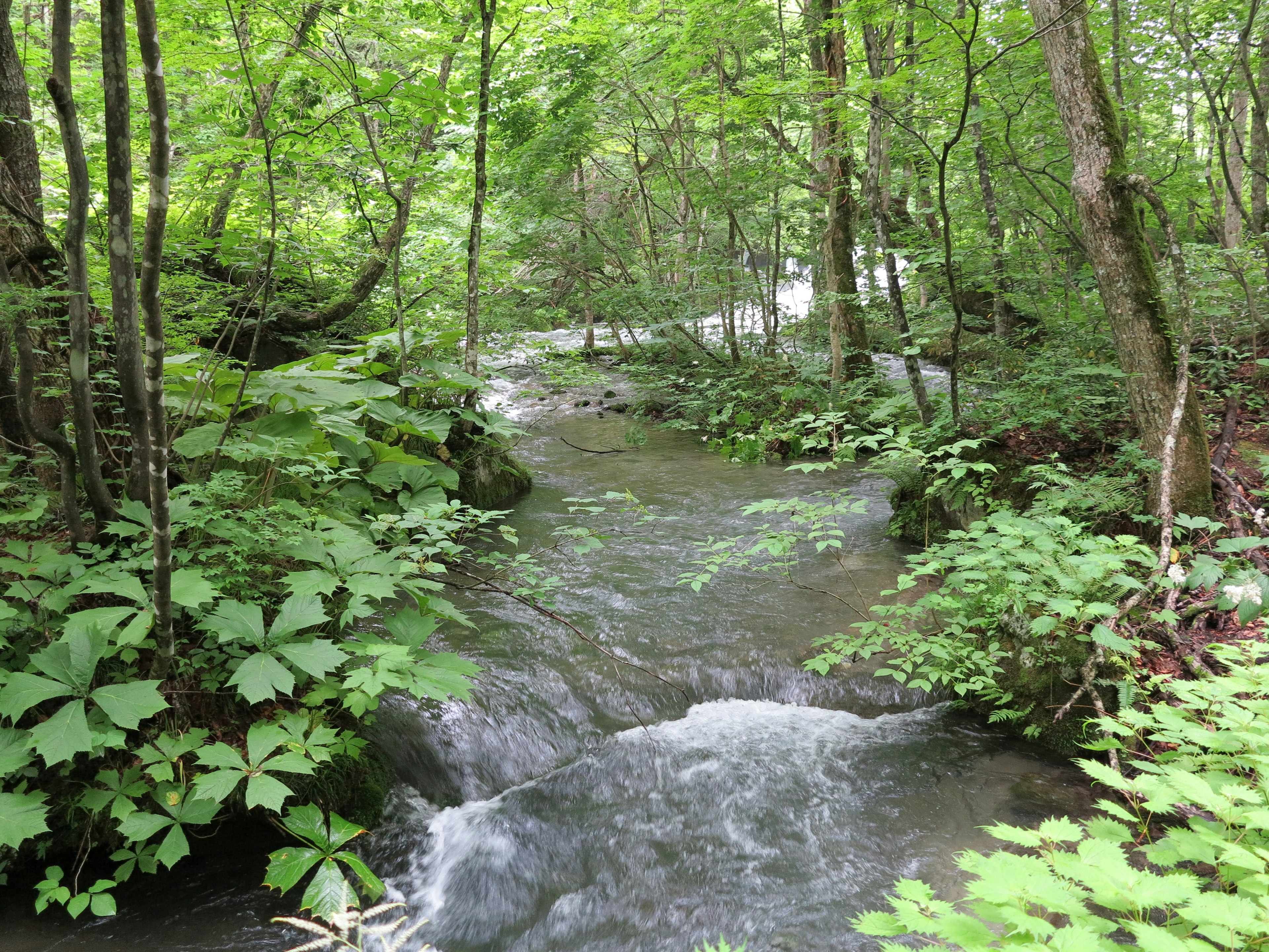 Eine malerische Aussicht auf einen Bach, der durch einen üppigen grünen Wald fließt