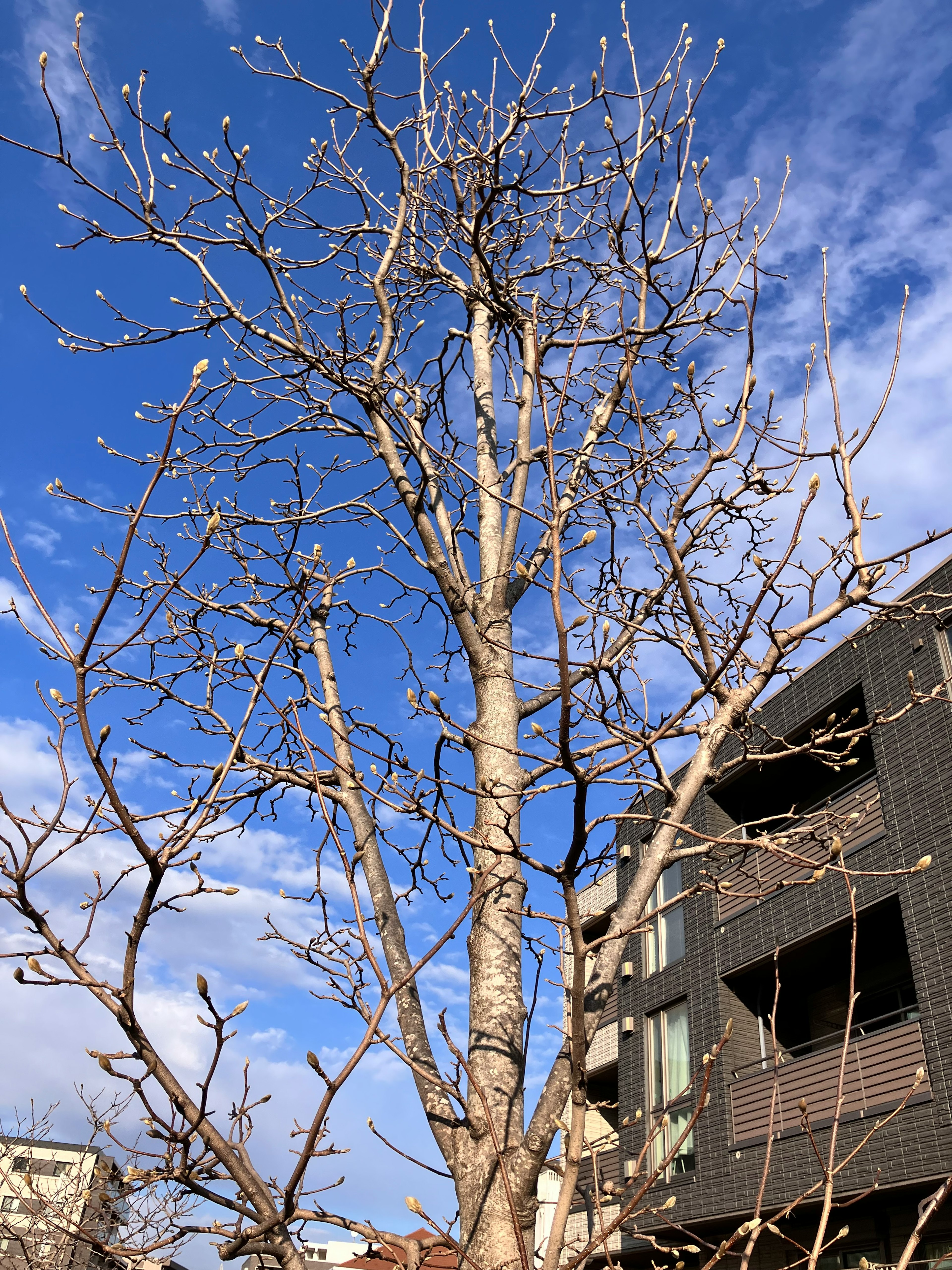 Laubbaum unter einem Winterhimmel mit modernem Gebäude