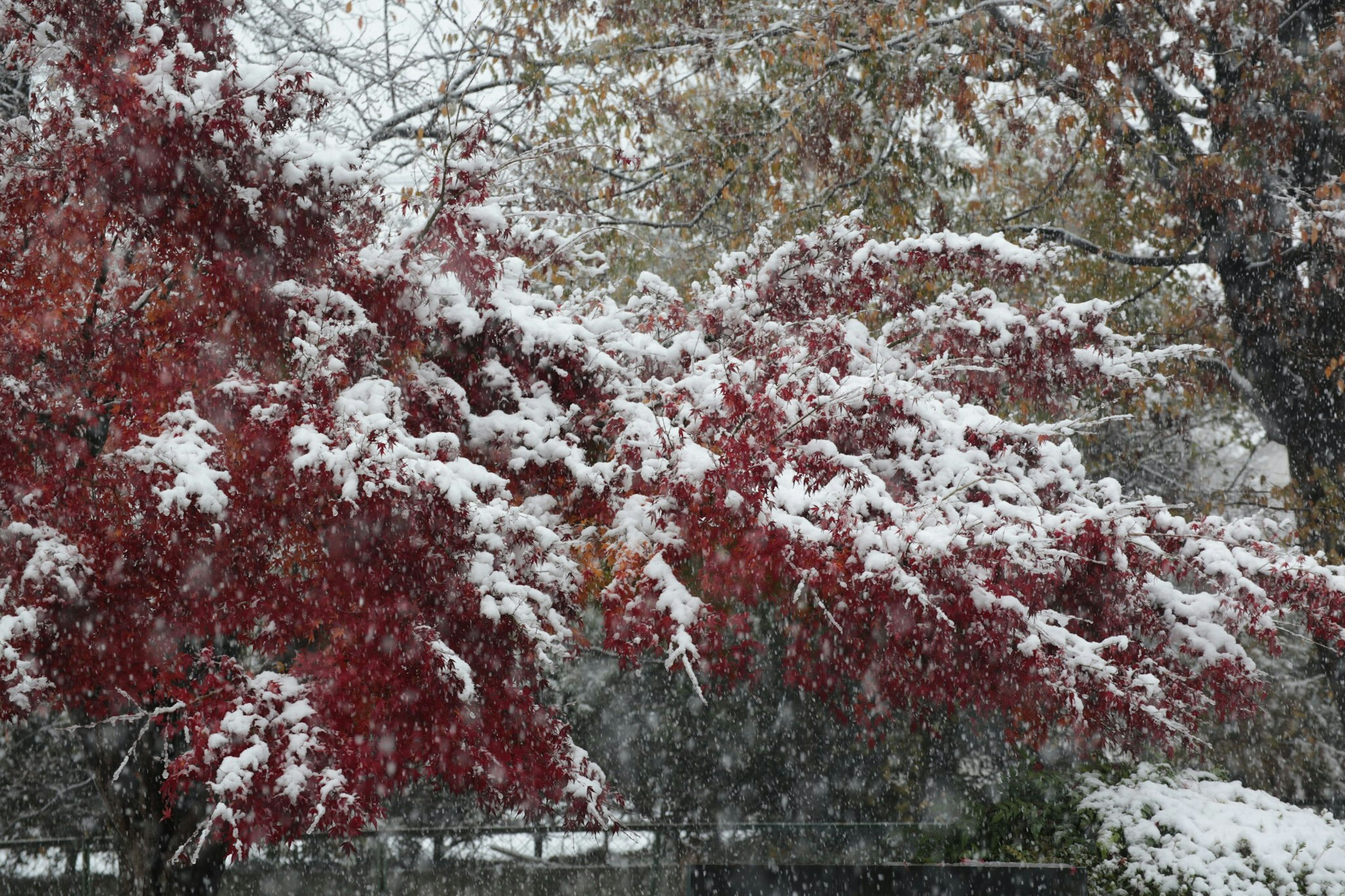 Snow-covered red leaves on tree branches