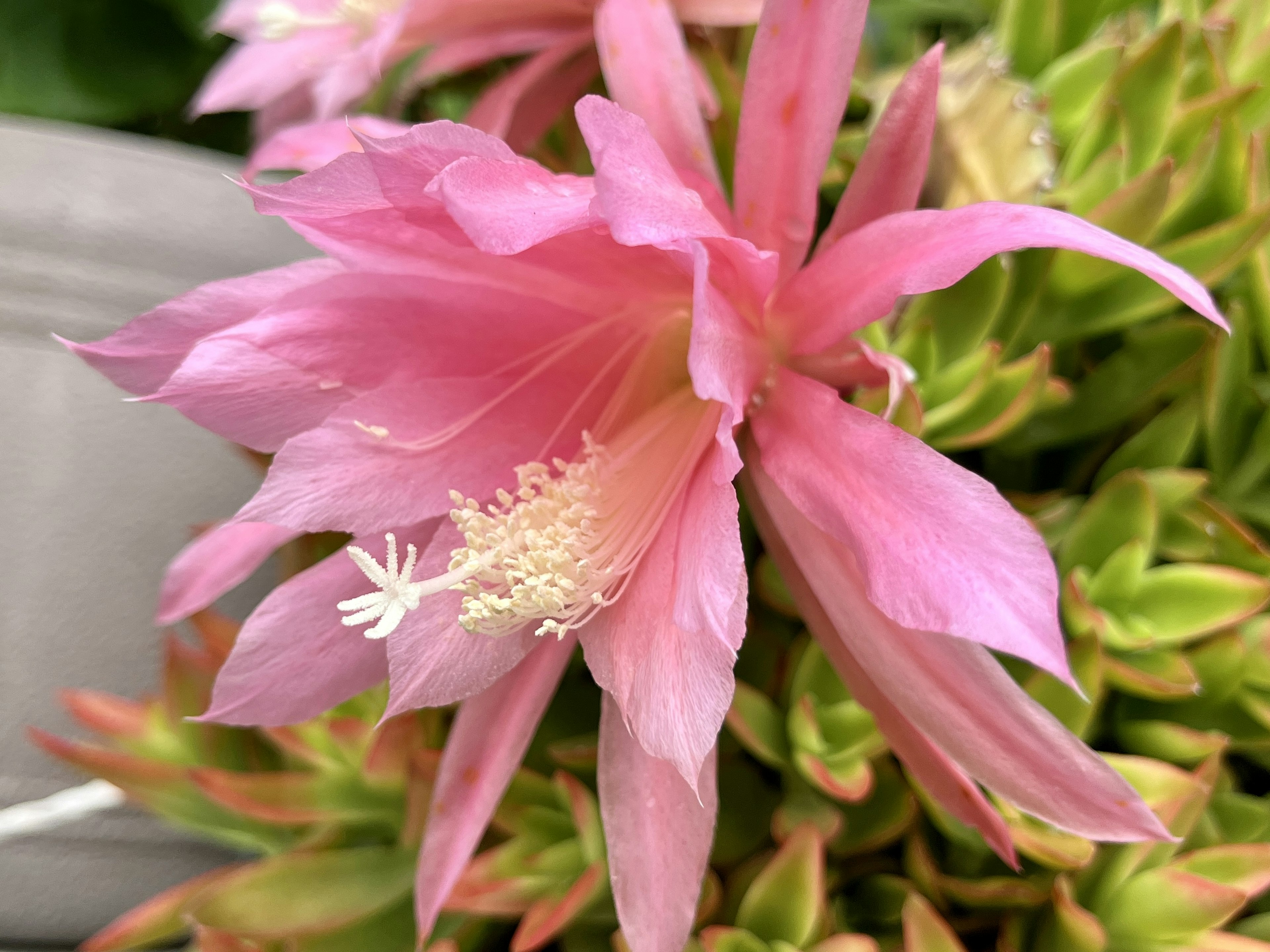 美しいピンクの花が咲いている植物のクローズアップ