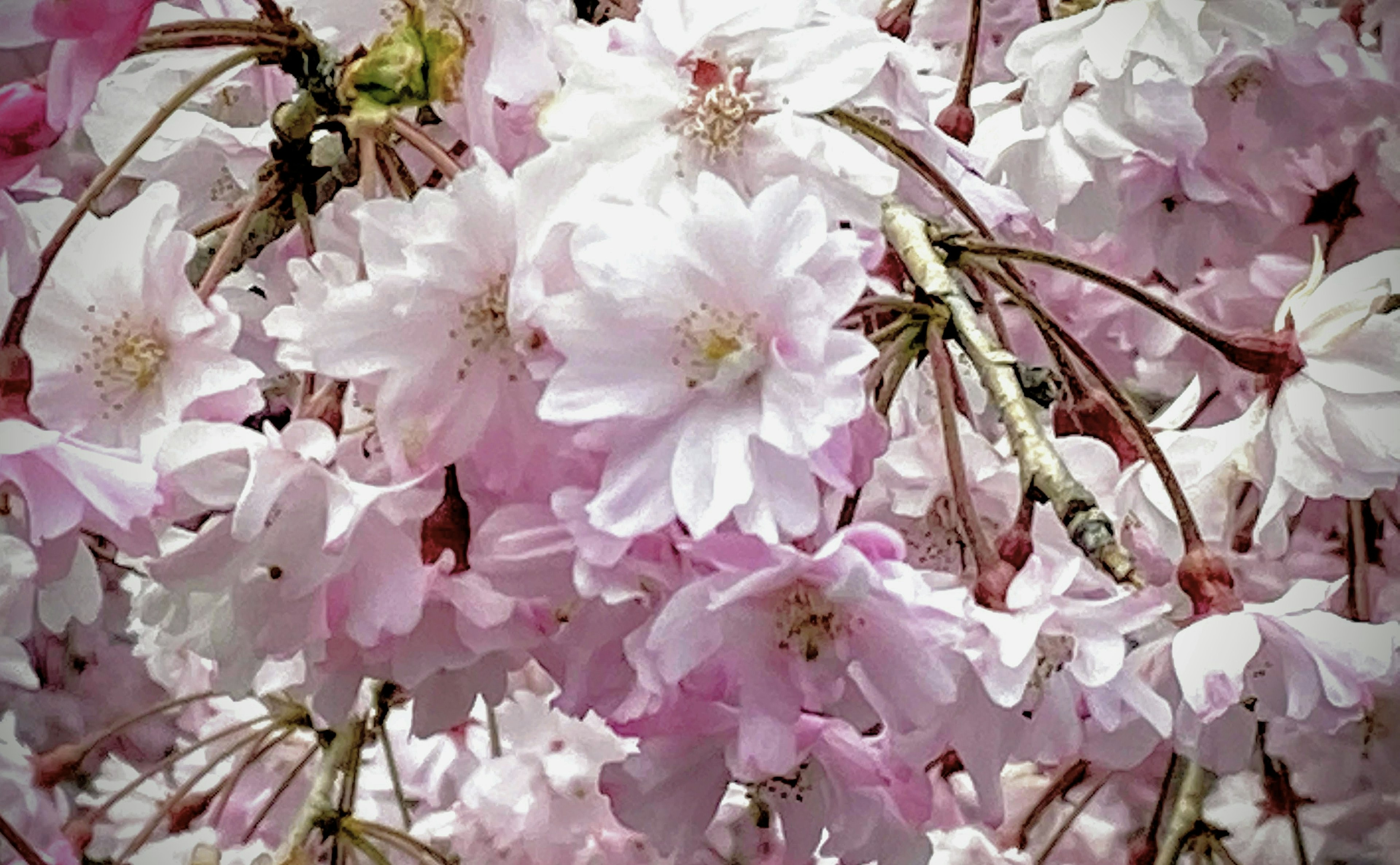 Racimo de delicadas flores de cerezo rosas en plena floración