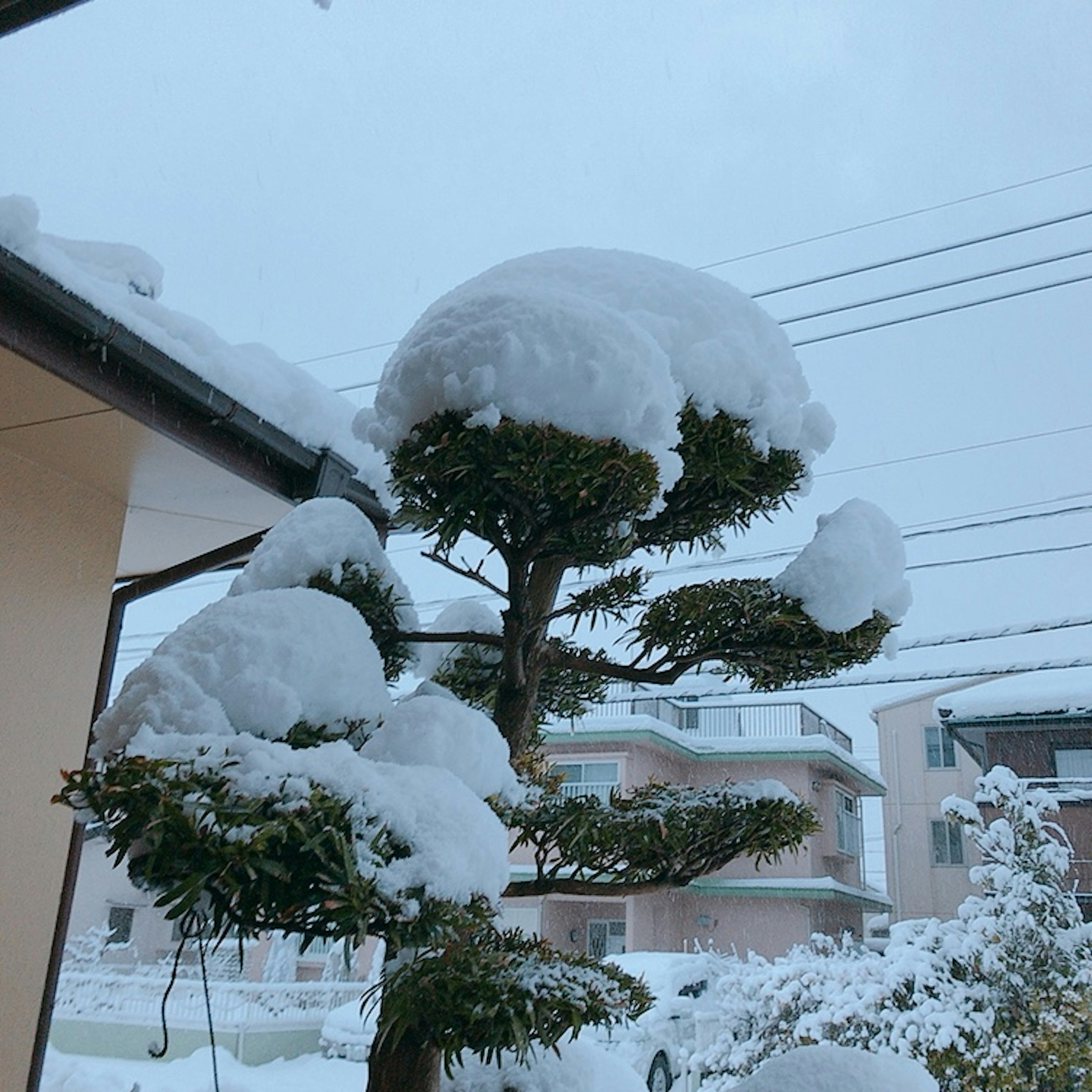 Pine tree covered in snow with residential buildings in the background