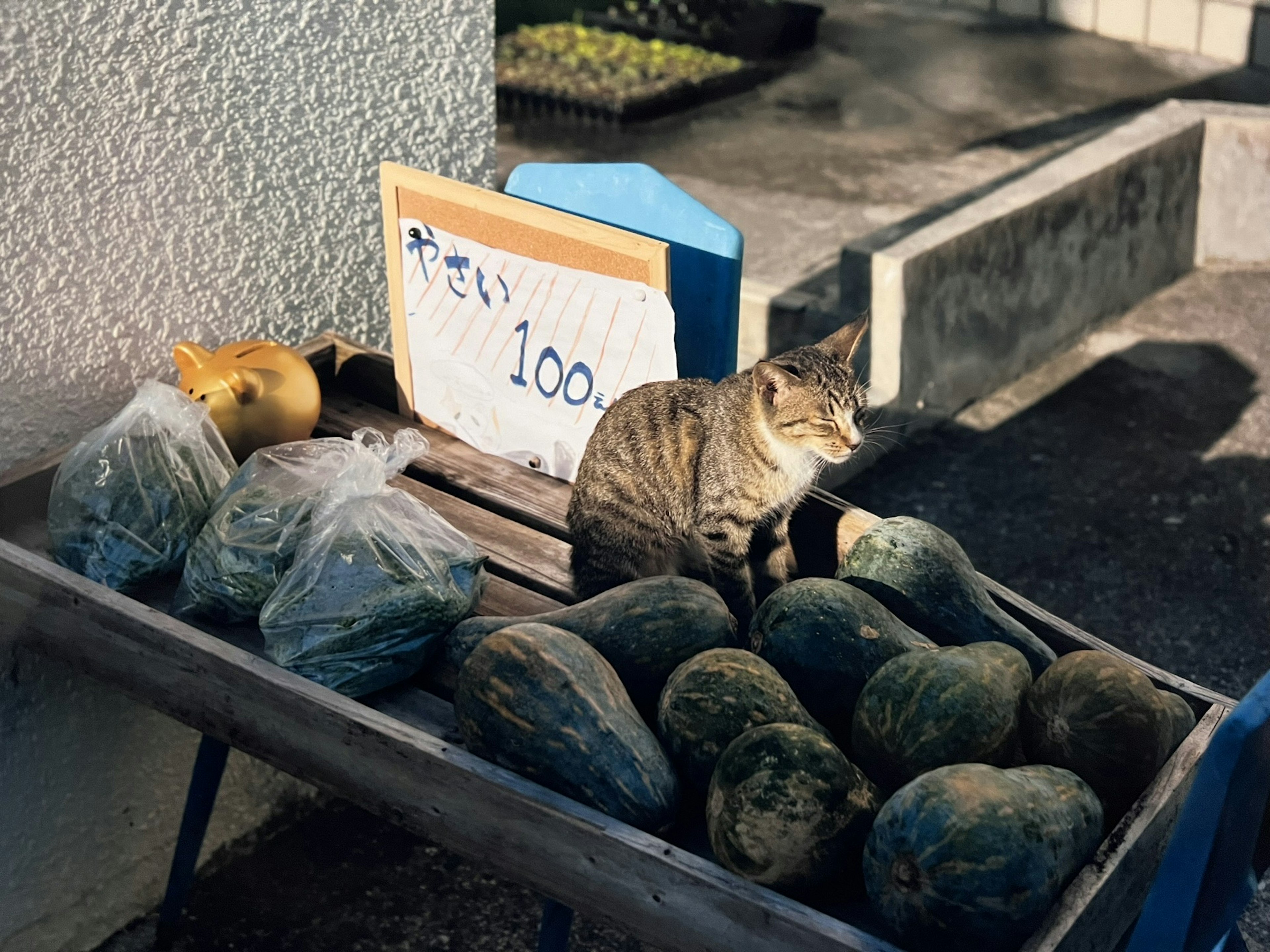 Une scène avec des légumes et un chat à un stand de vente libre