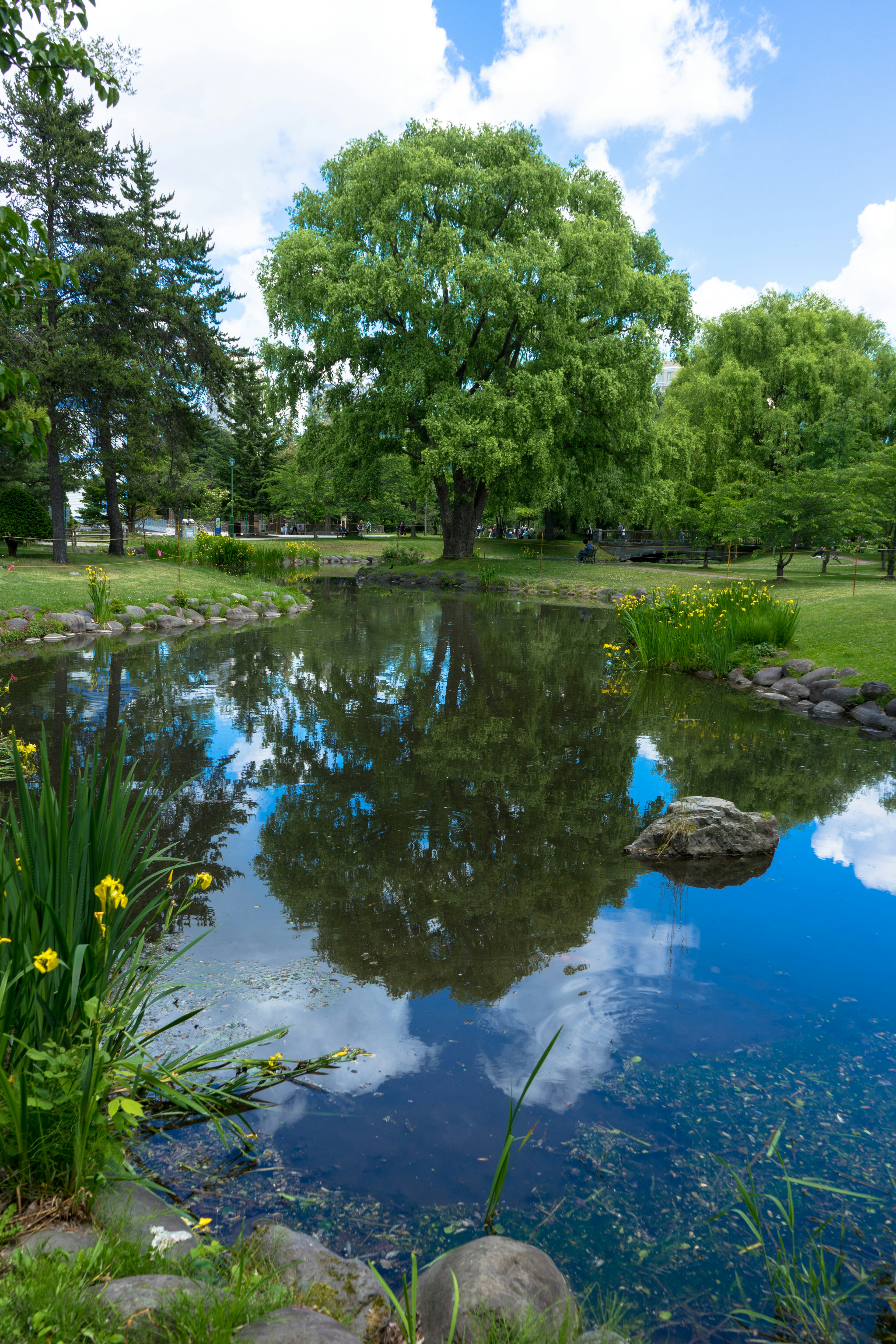 緑豊かな公園の池に映る青空と木々の反射