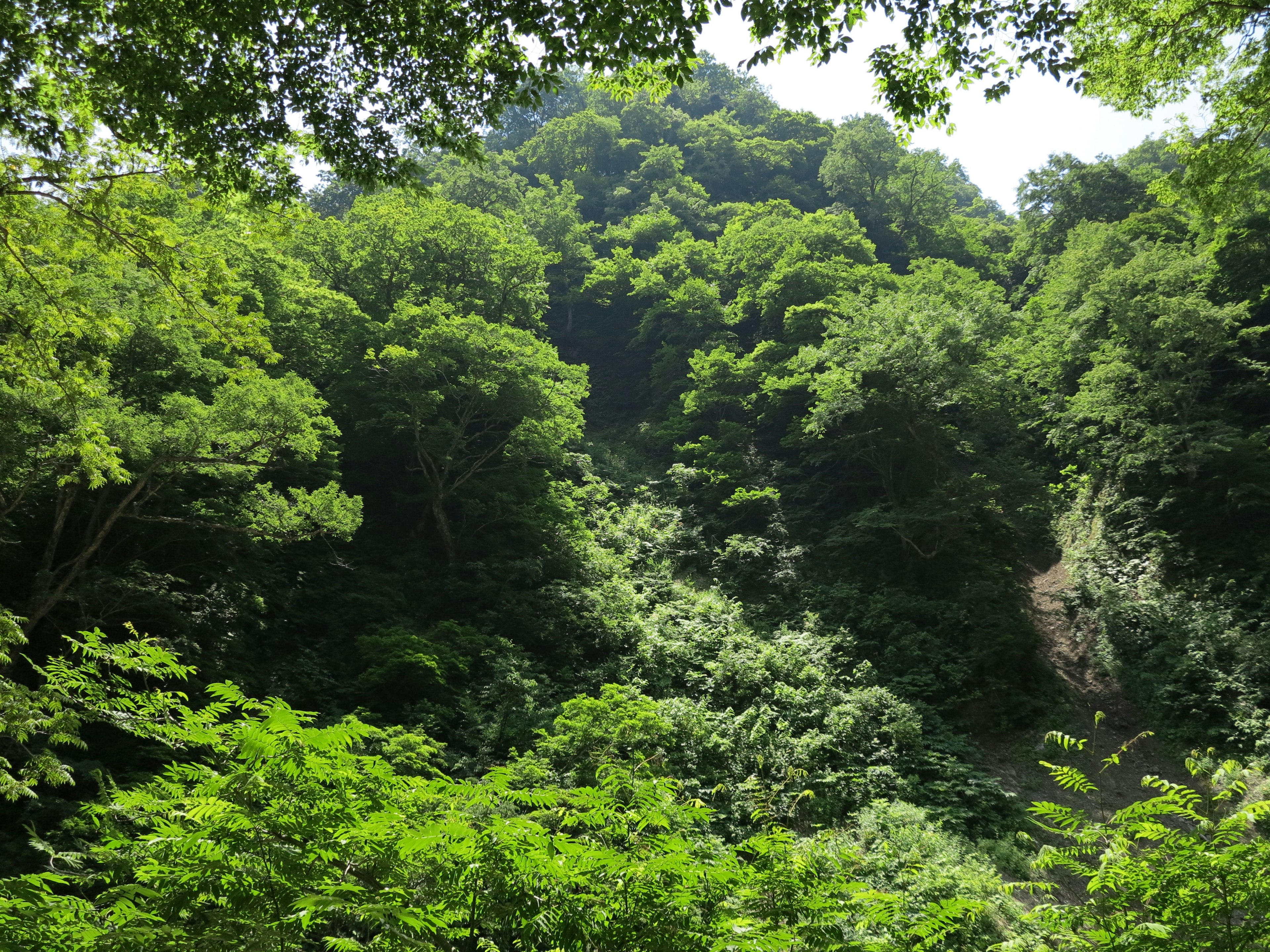 Lush green forest landscape with dense trees and foliage