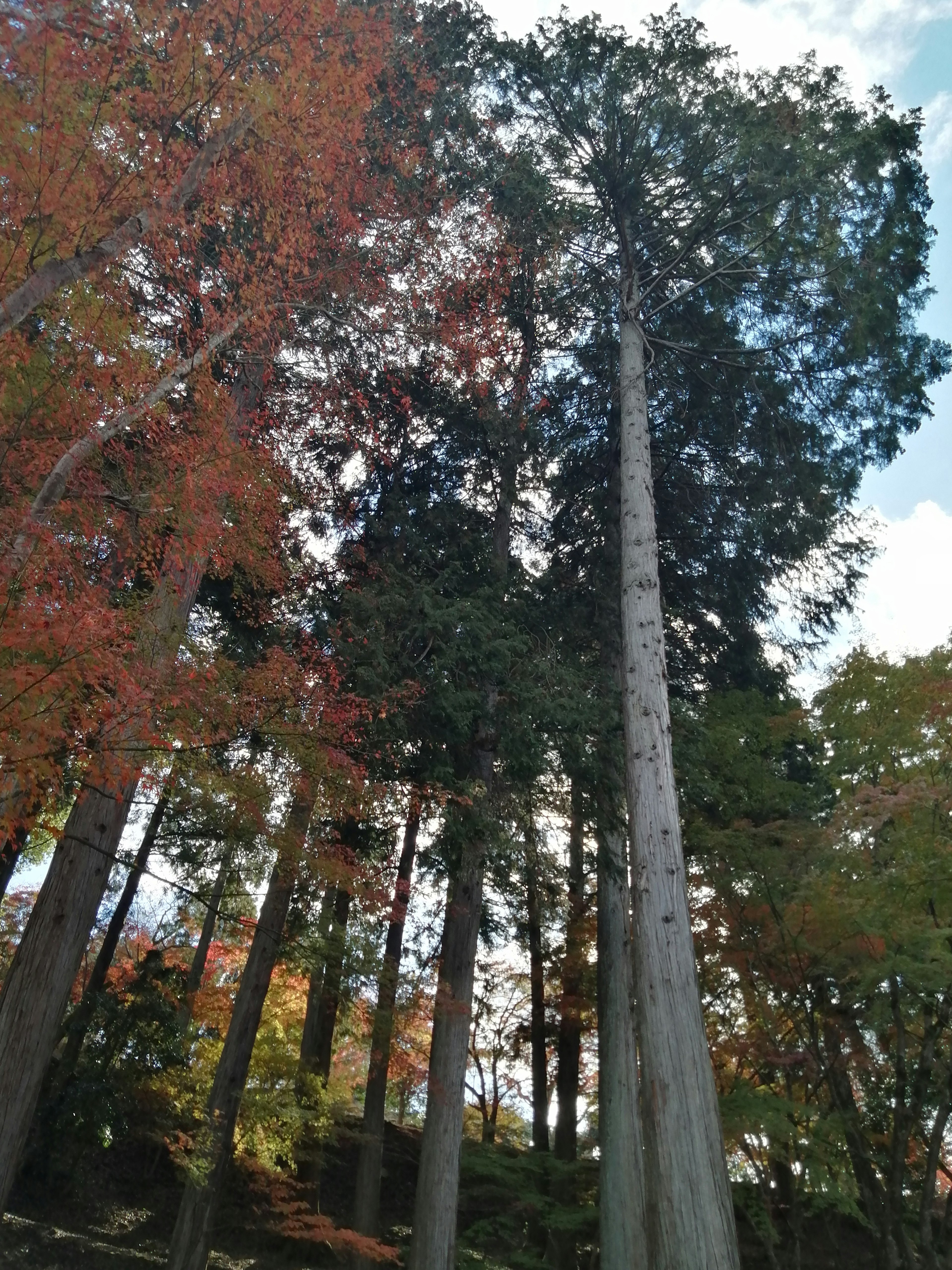 Tall cedar trees among colorful autumn foliage