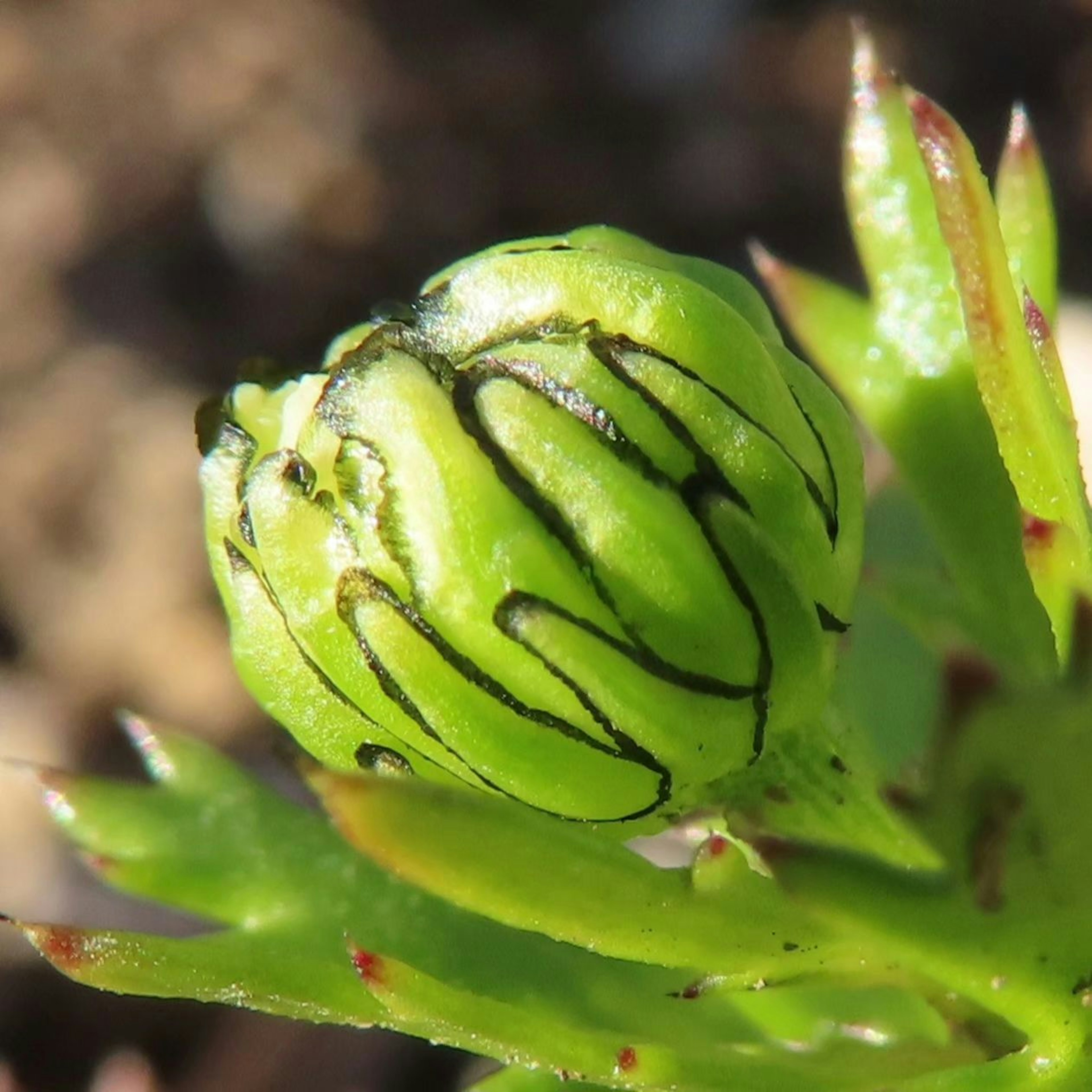 Bourgeon vert avec des motifs rayés noirs à la surface