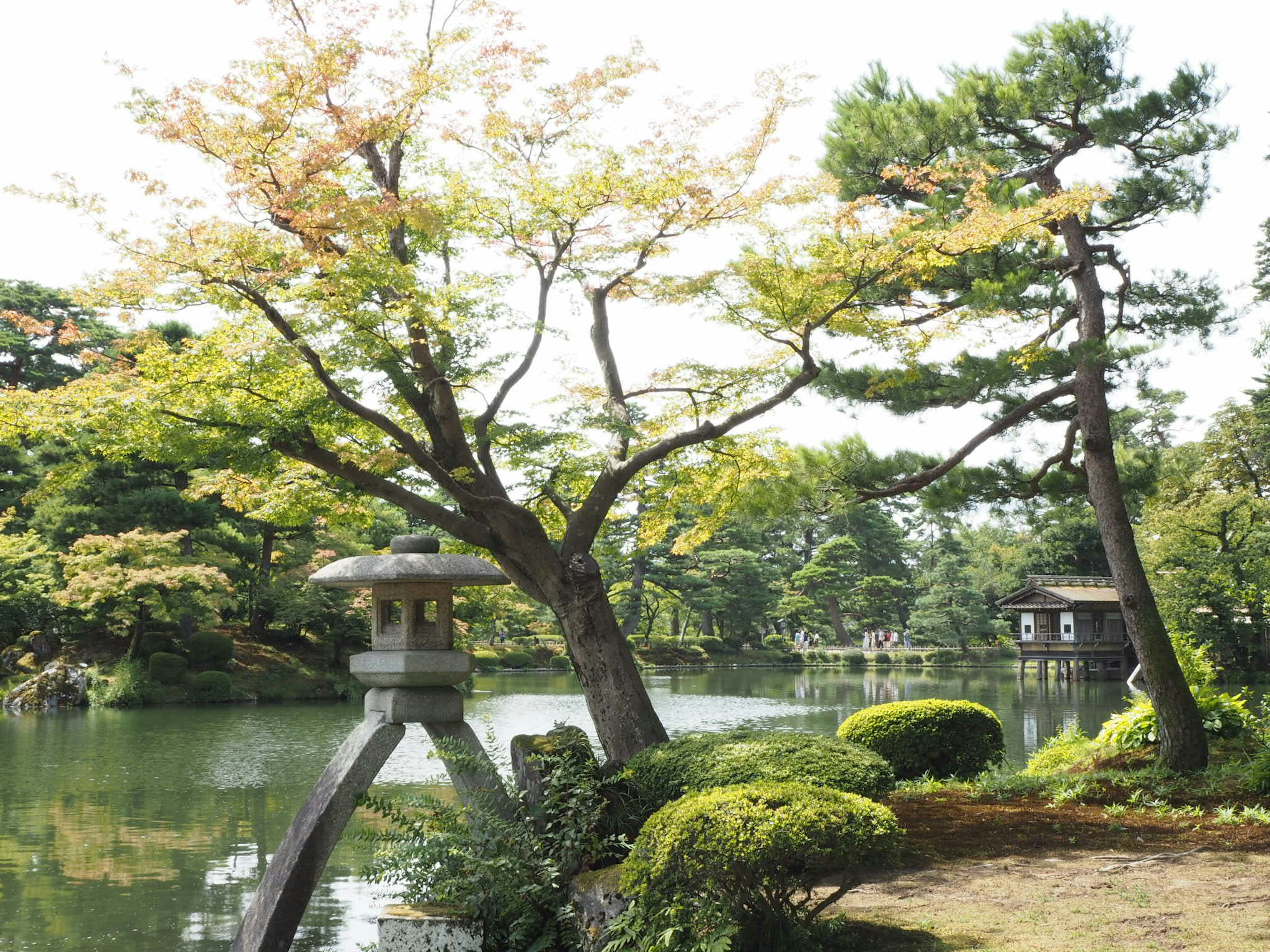 宁静的日本花园景观，靠近宁静的池塘，有色彩斑斓的树木和石灯笼