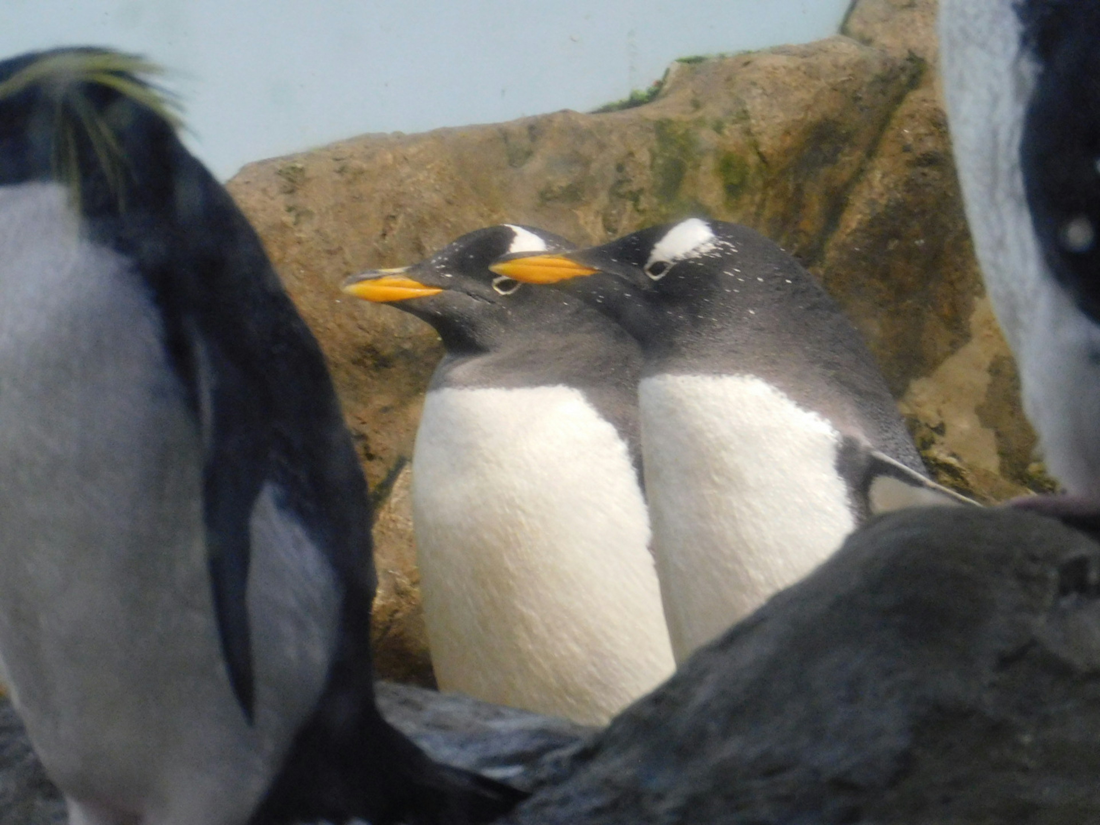 Un gruppo di pinguini su una roccia con due pinguini che si abbracciano