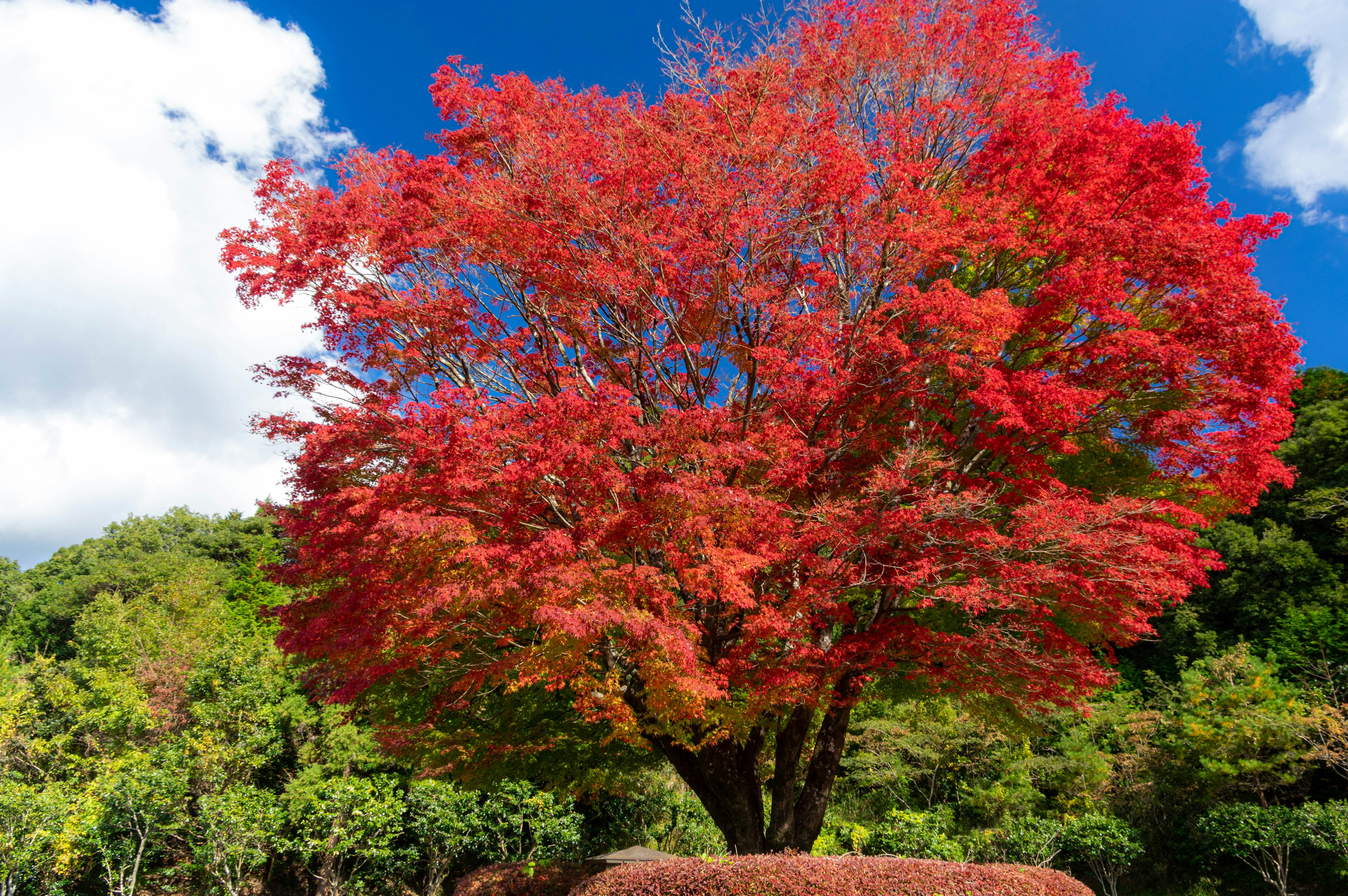 Ein großer Baum mit leuchtend roten Blättern steht unter einem blauen Himmel