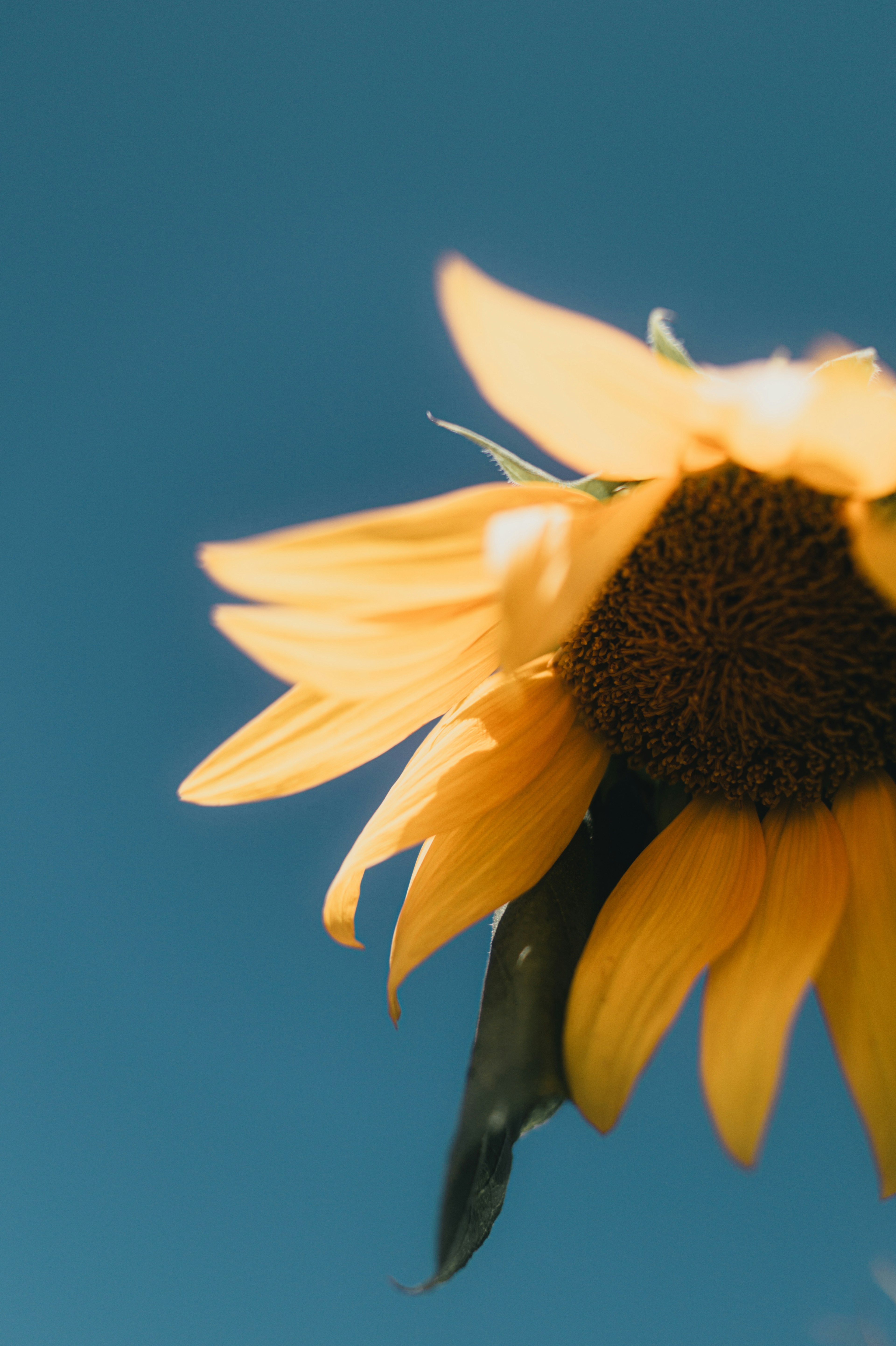 Close-up of a sunflower against a blue sky