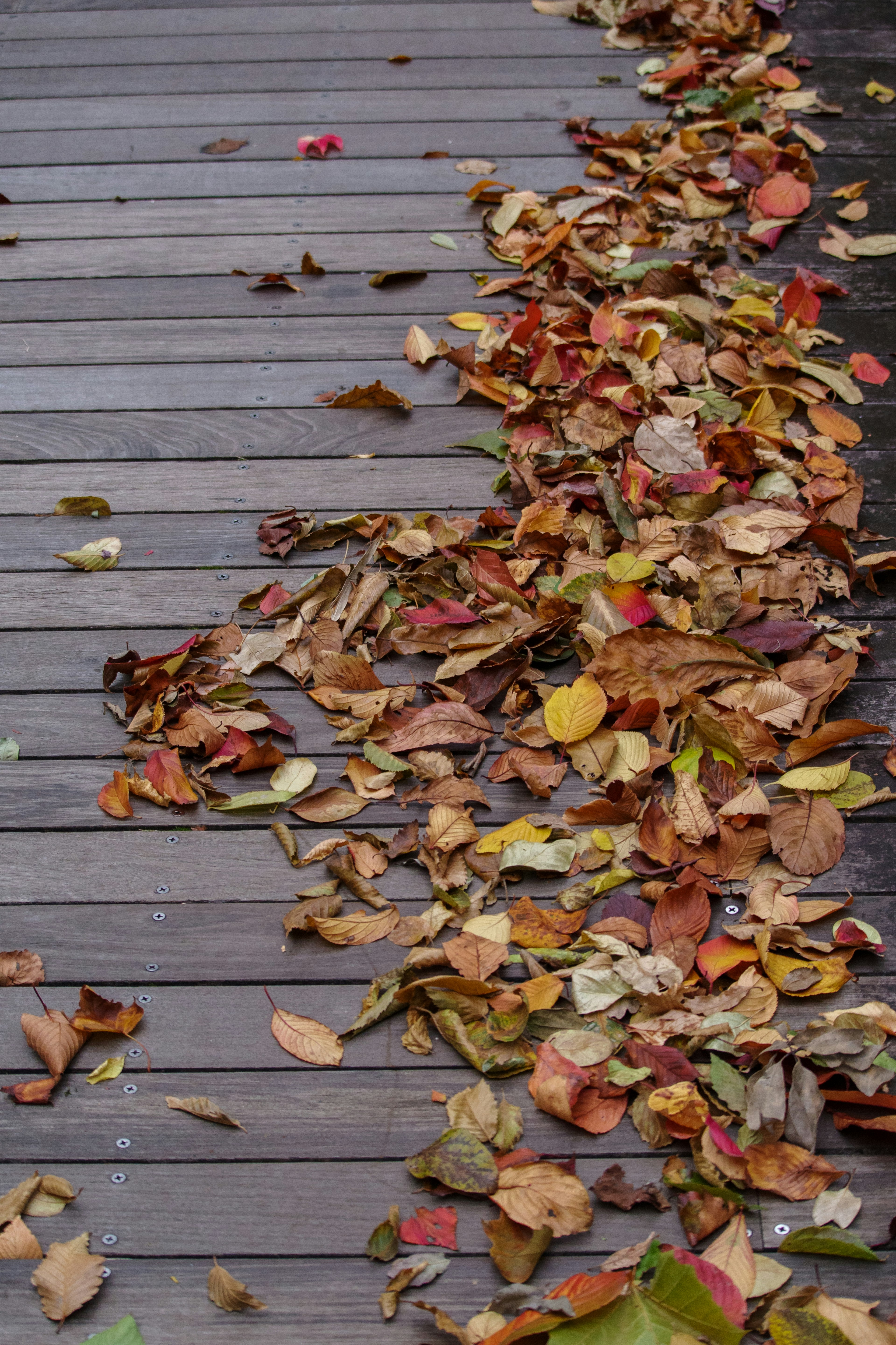 Hojas de otoño esparcidas sobre una terraza de madera