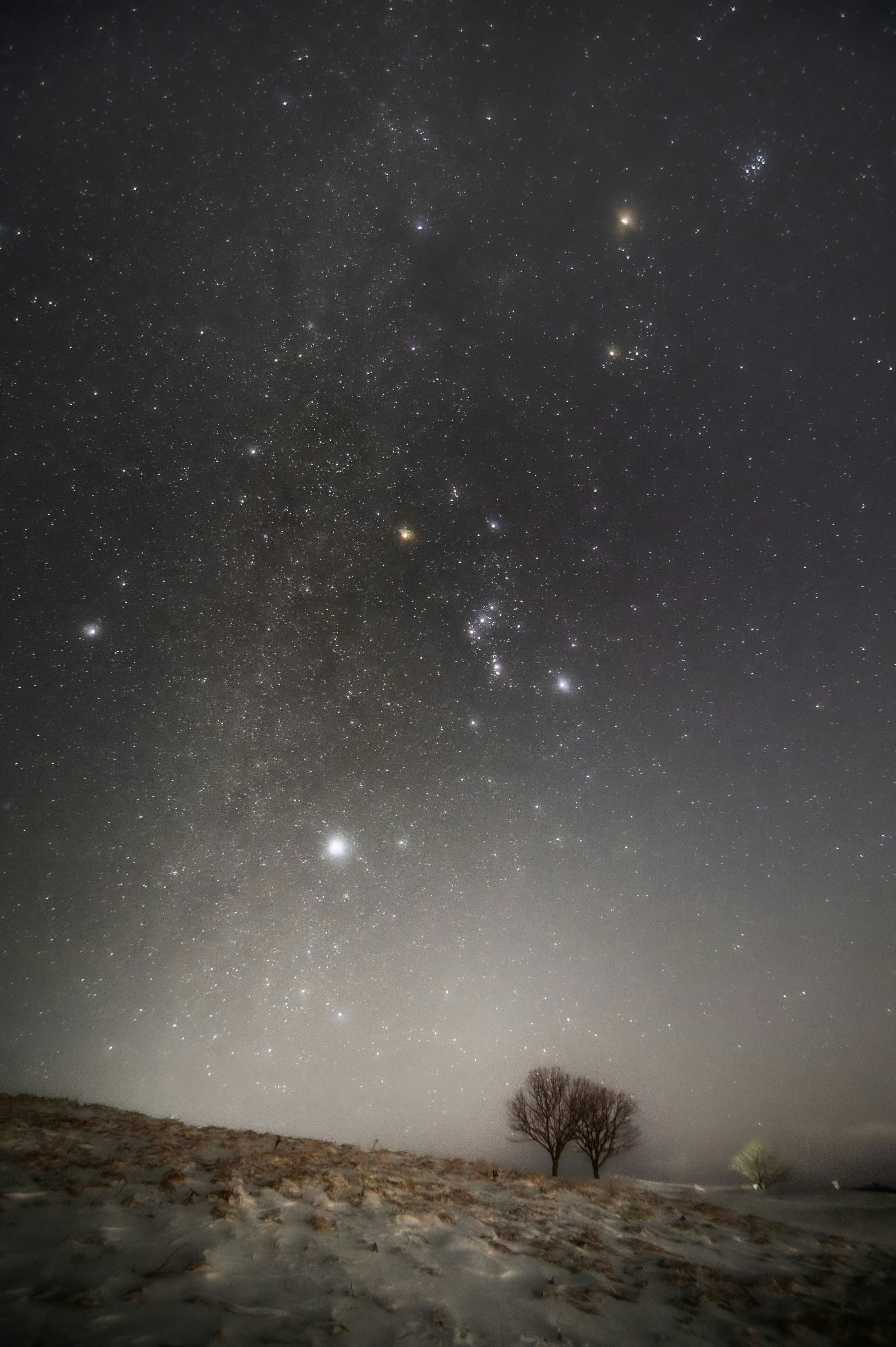 Langit malam dipenuhi bintang dan pohon kesepian