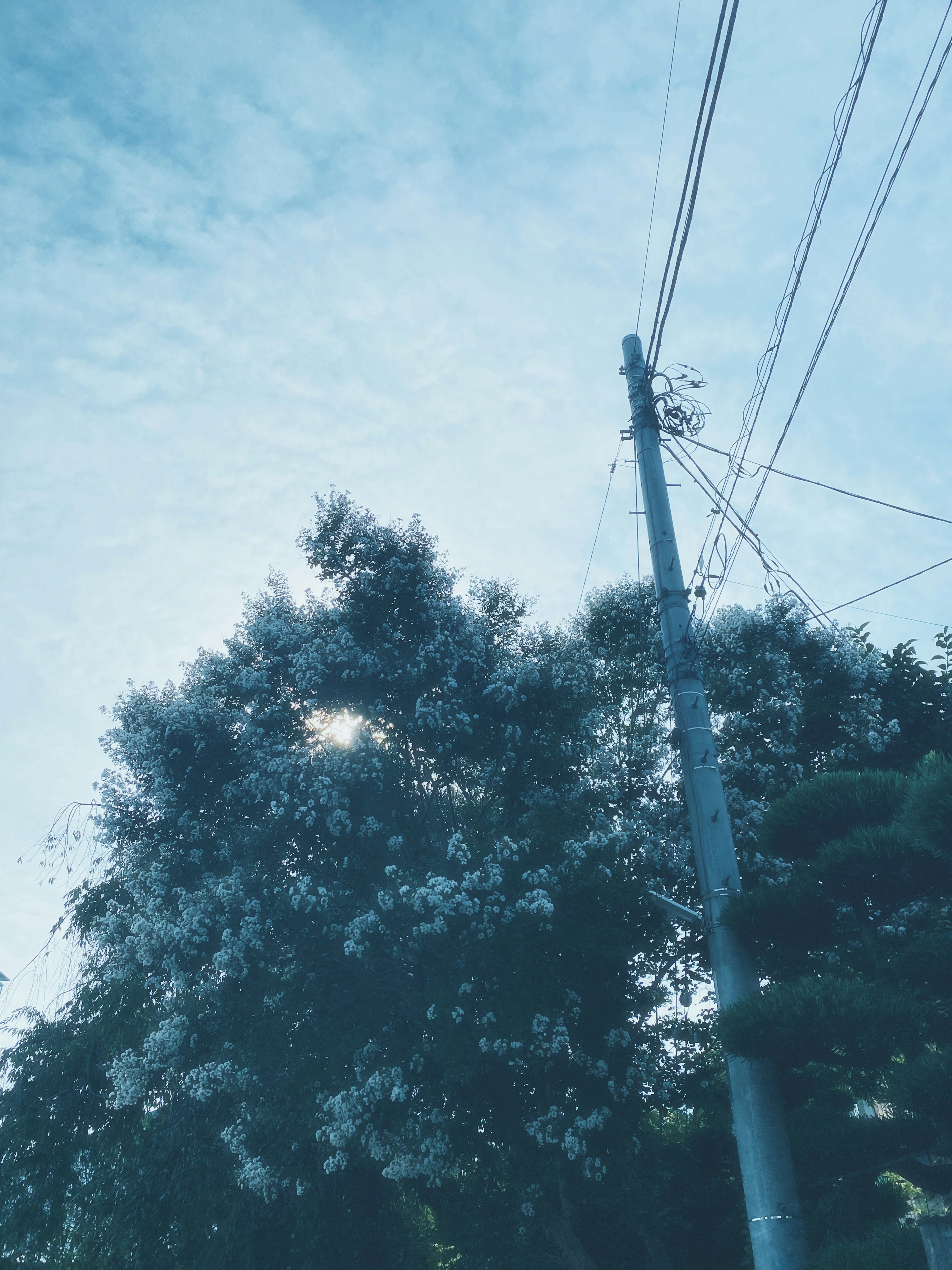 Tree with white flowers under blue sky and power pole