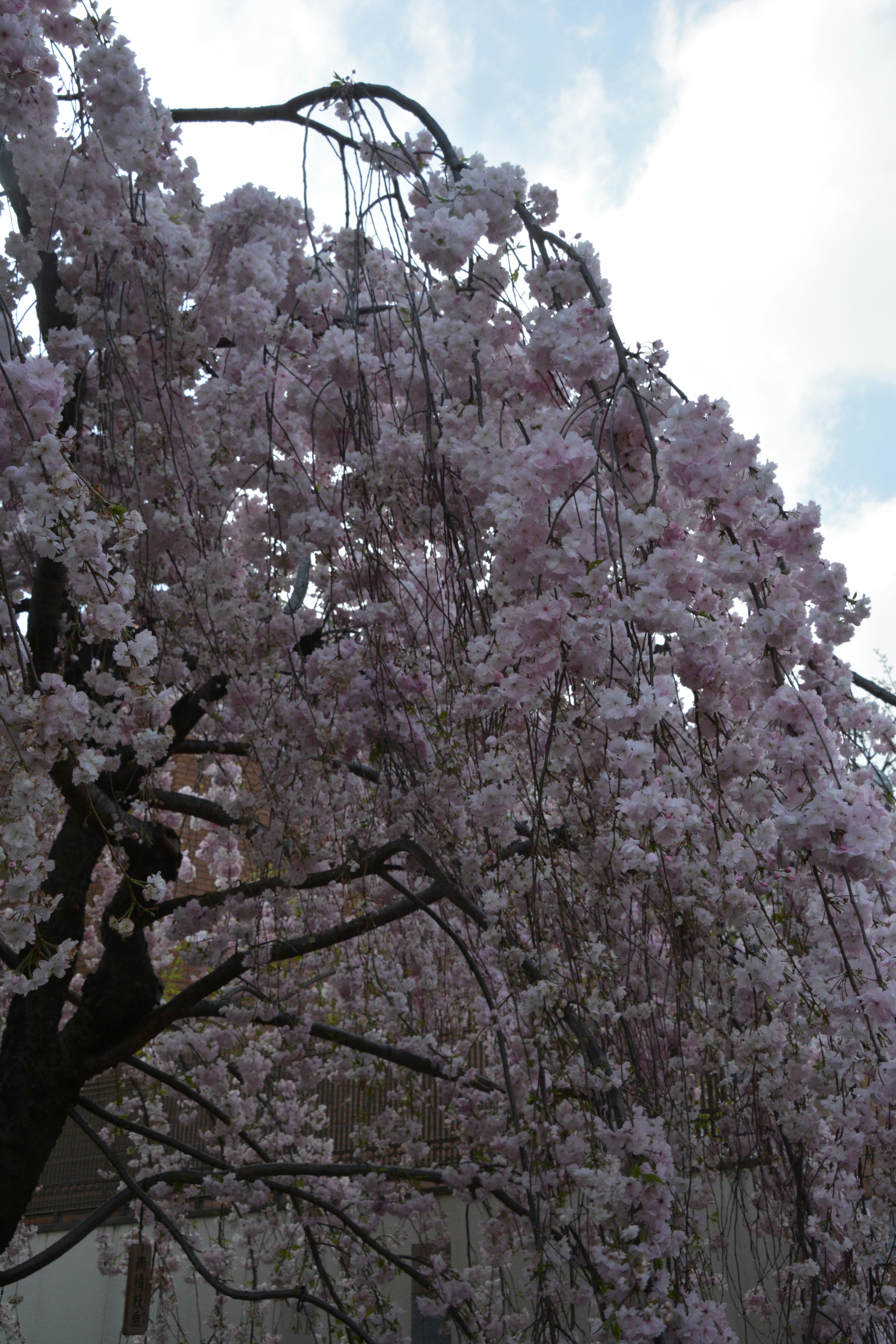 桜の木の枝から垂れ下がる薄いピンクの花びら