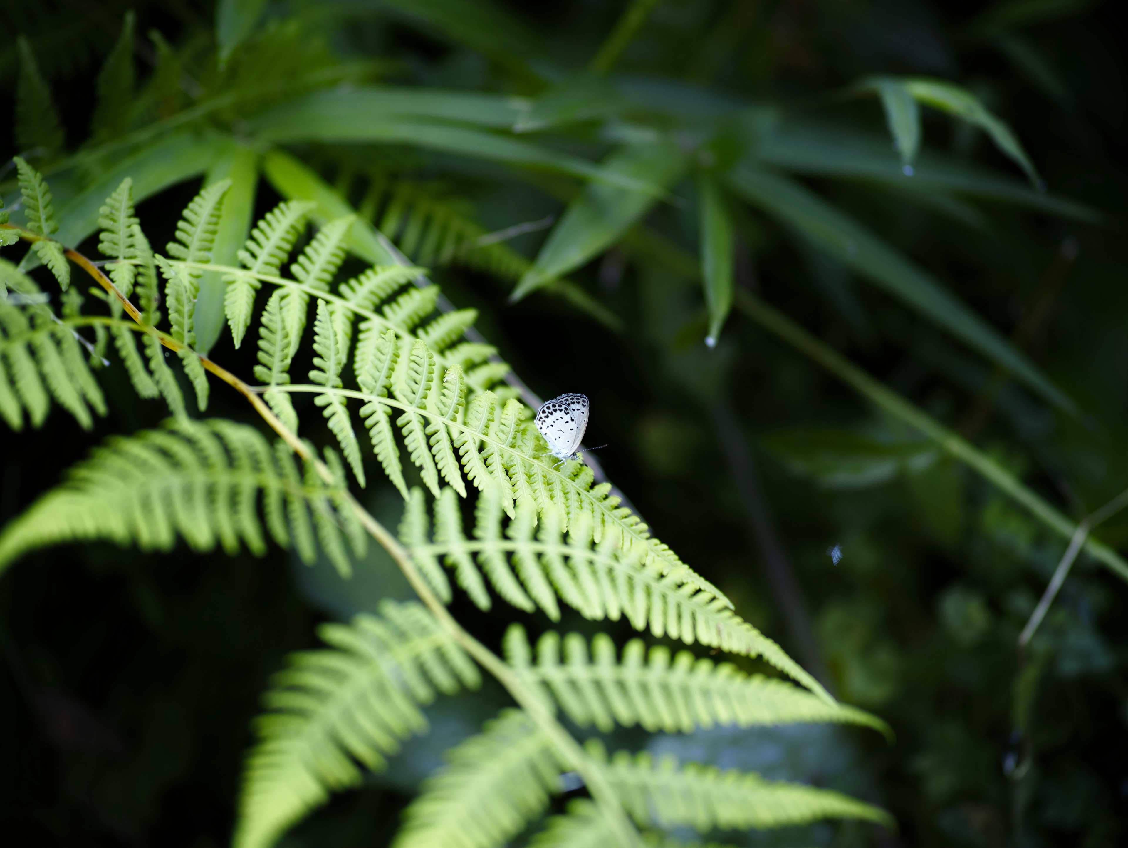 Una pequeña criatura blanca sobre una hoja de helecho verde en un bosque oscuro