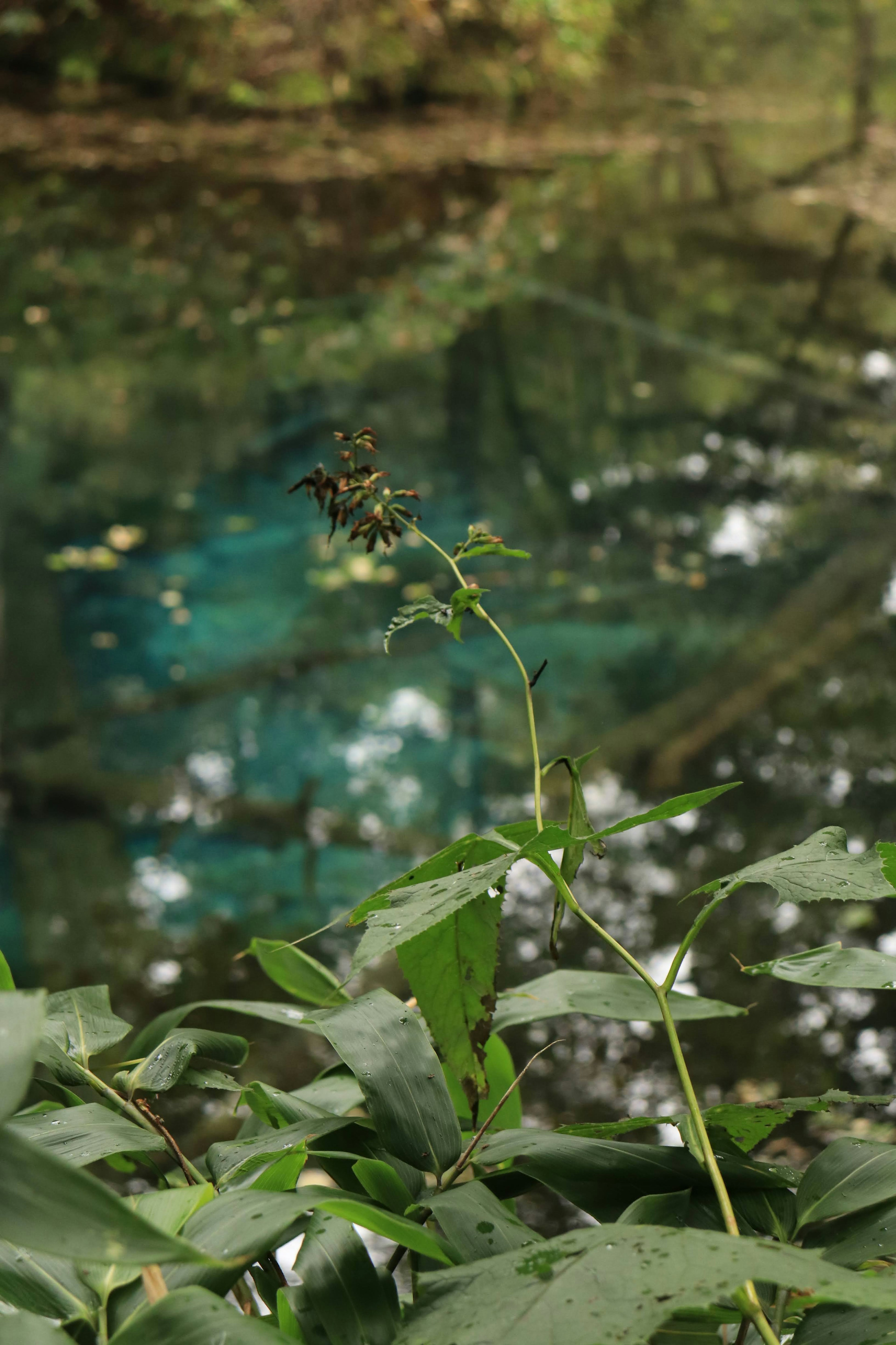 静かな水面に映る緑の植物と水の反射