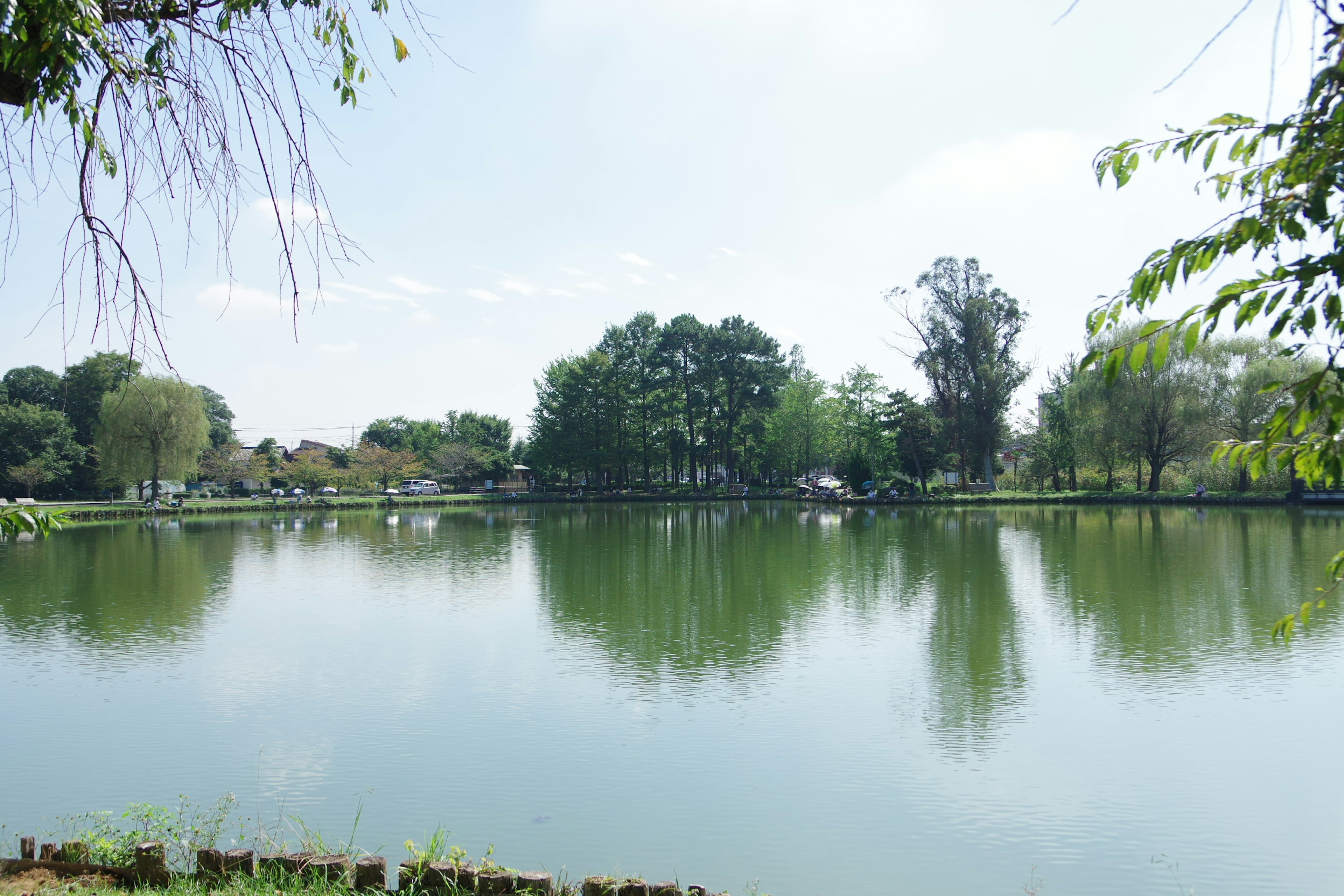 Pemandangan danau yang tenang dengan refleksi pohon dan langit biru