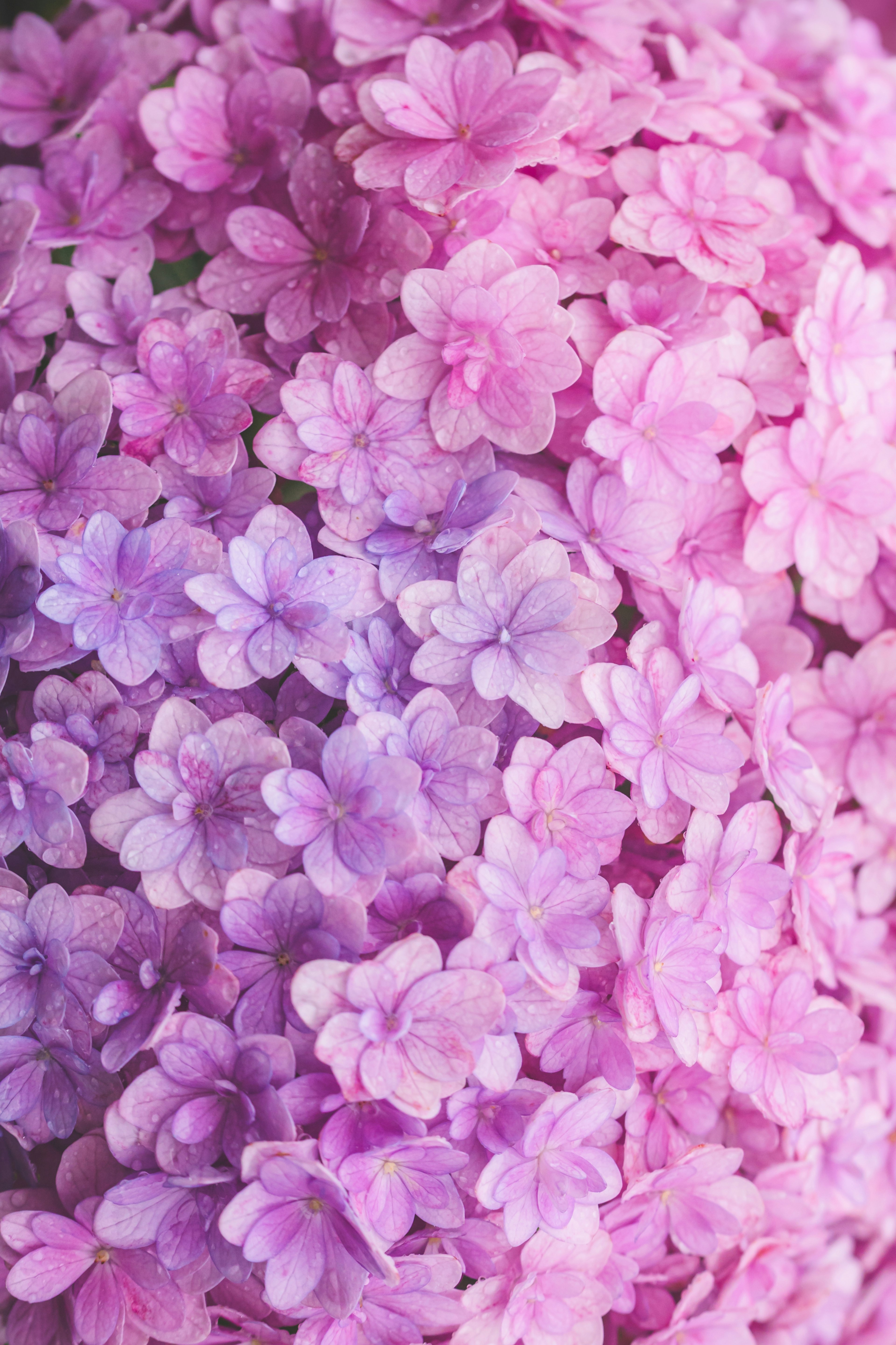 Beautiful background of clustered purple and pink flowers