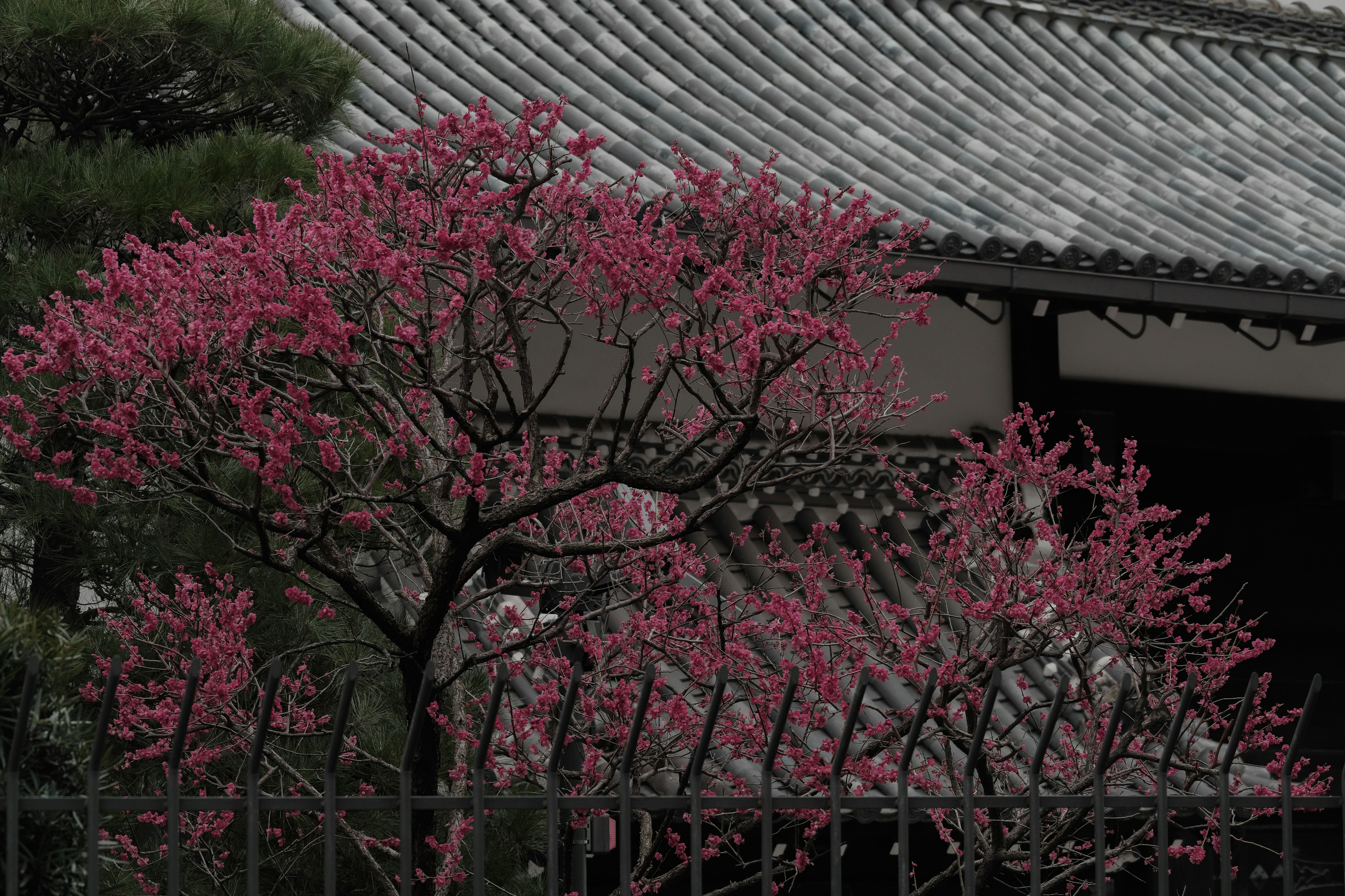 A vibrant pink flowering tree in front of a traditional Japanese house roof