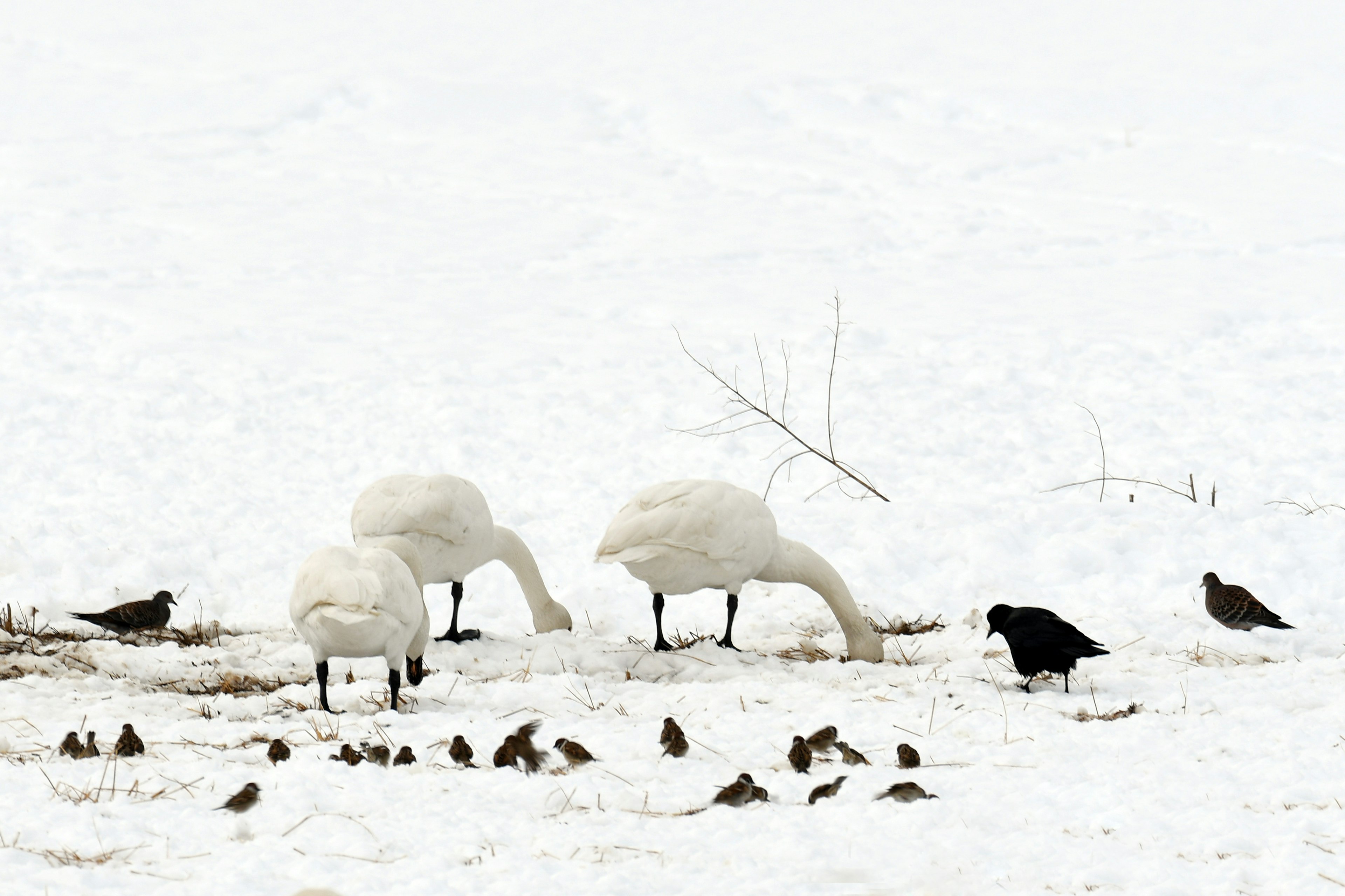 Schwäne, die im Schnee nach Futter suchen, mit kleinen Vögeln in der Nähe