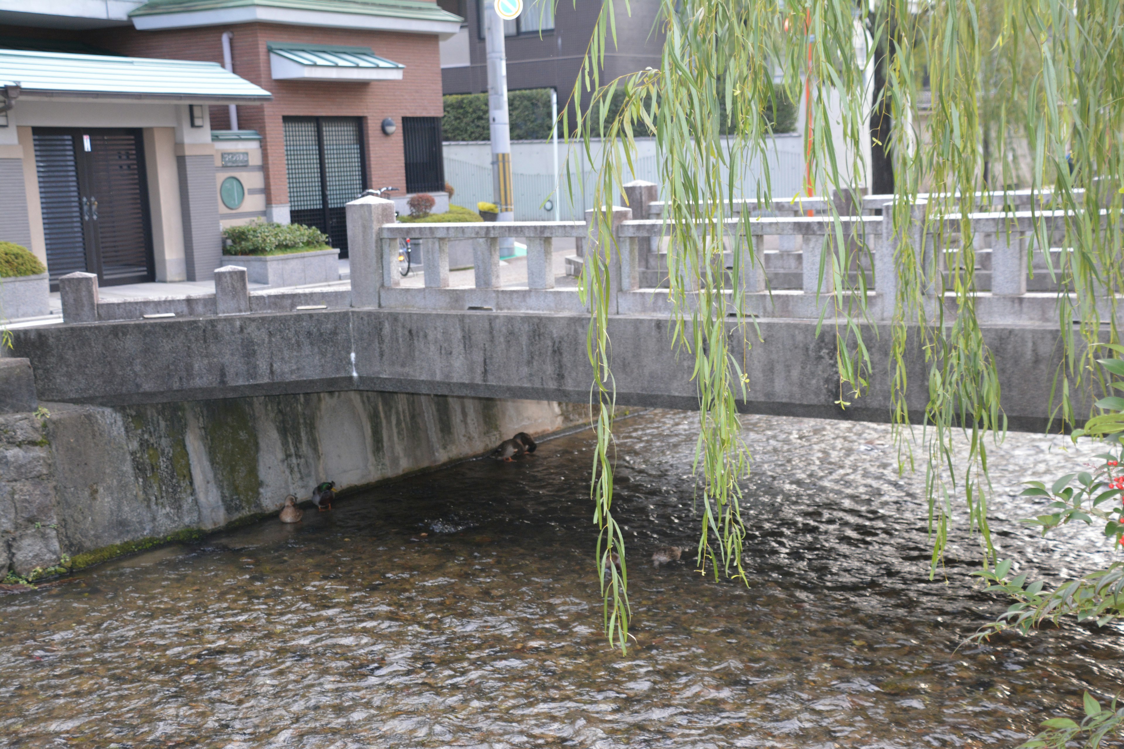 川にかかる石橋と柳の木が映る風景