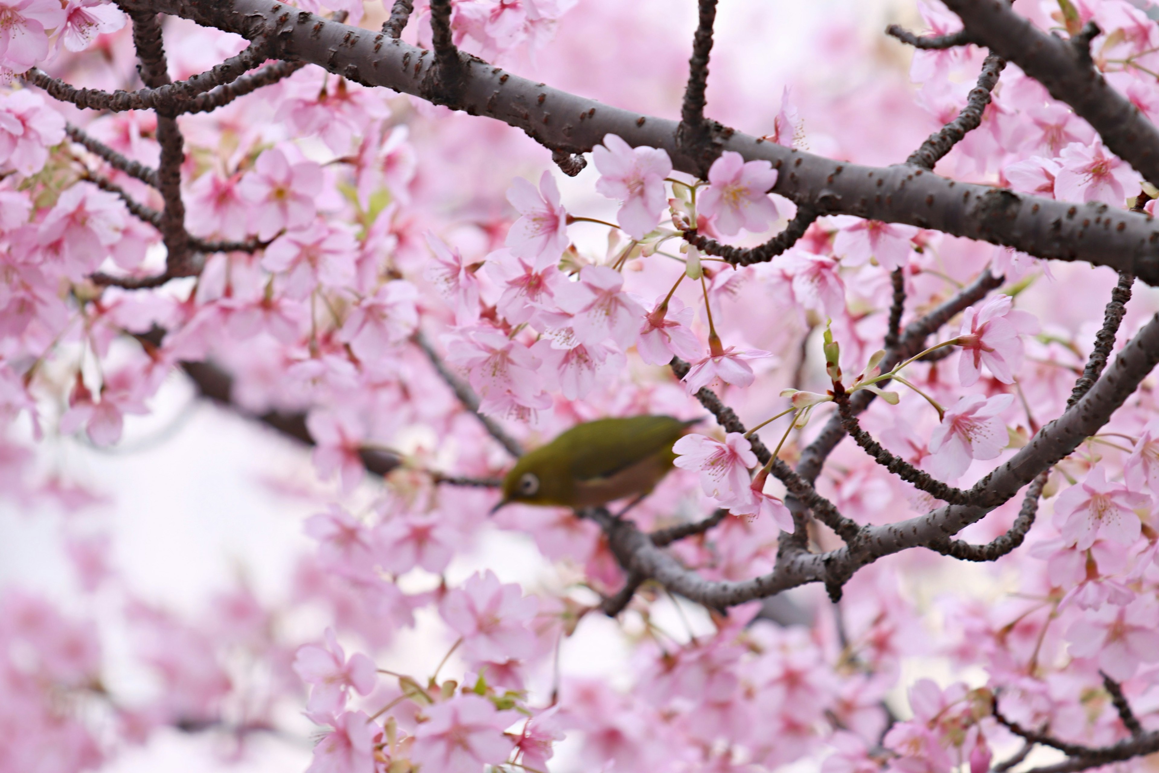 Una hermosa escena con un pájaro verde rodeado de flores de cerezo