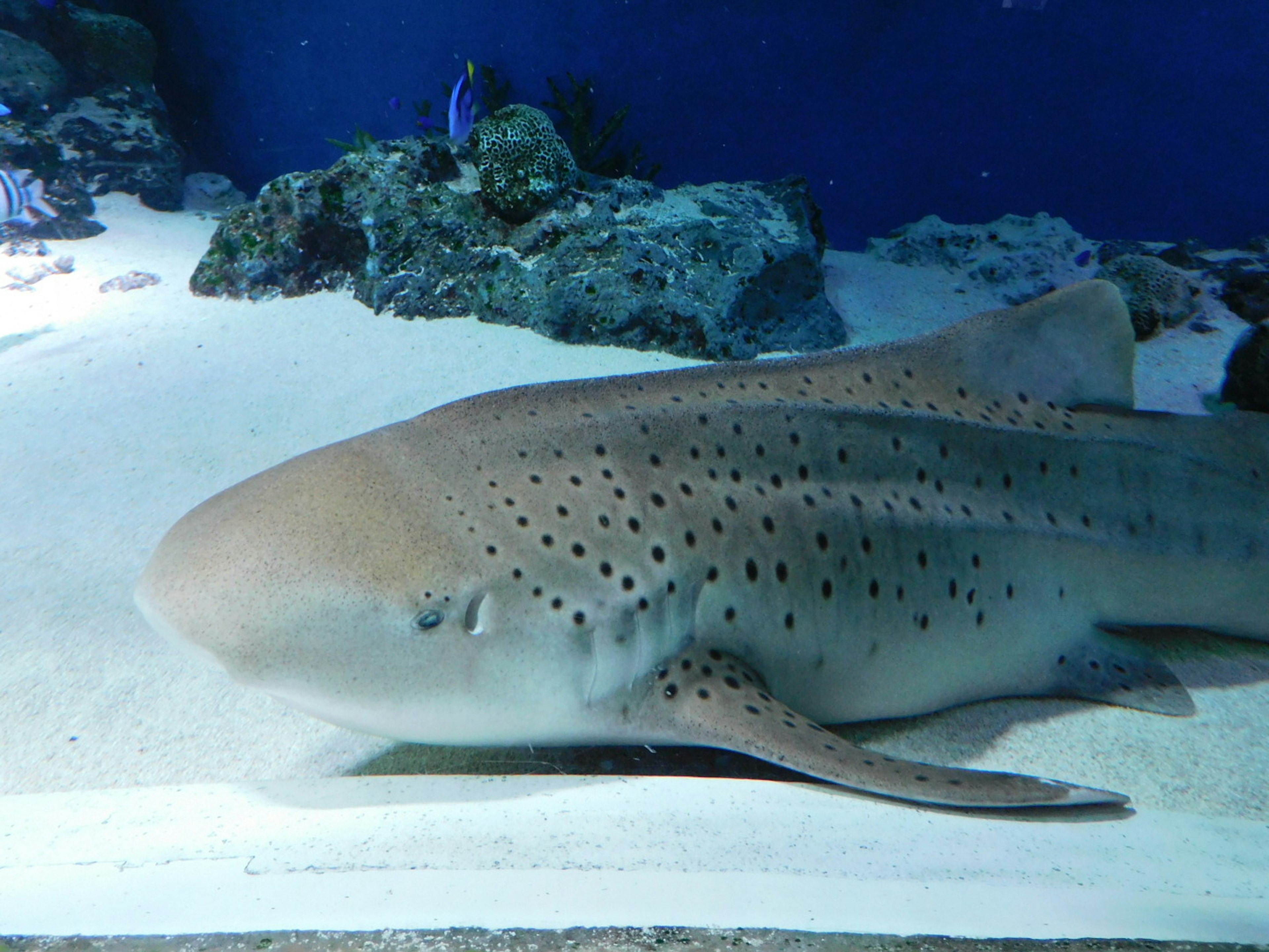 A shark lying on the sand in an aquarium