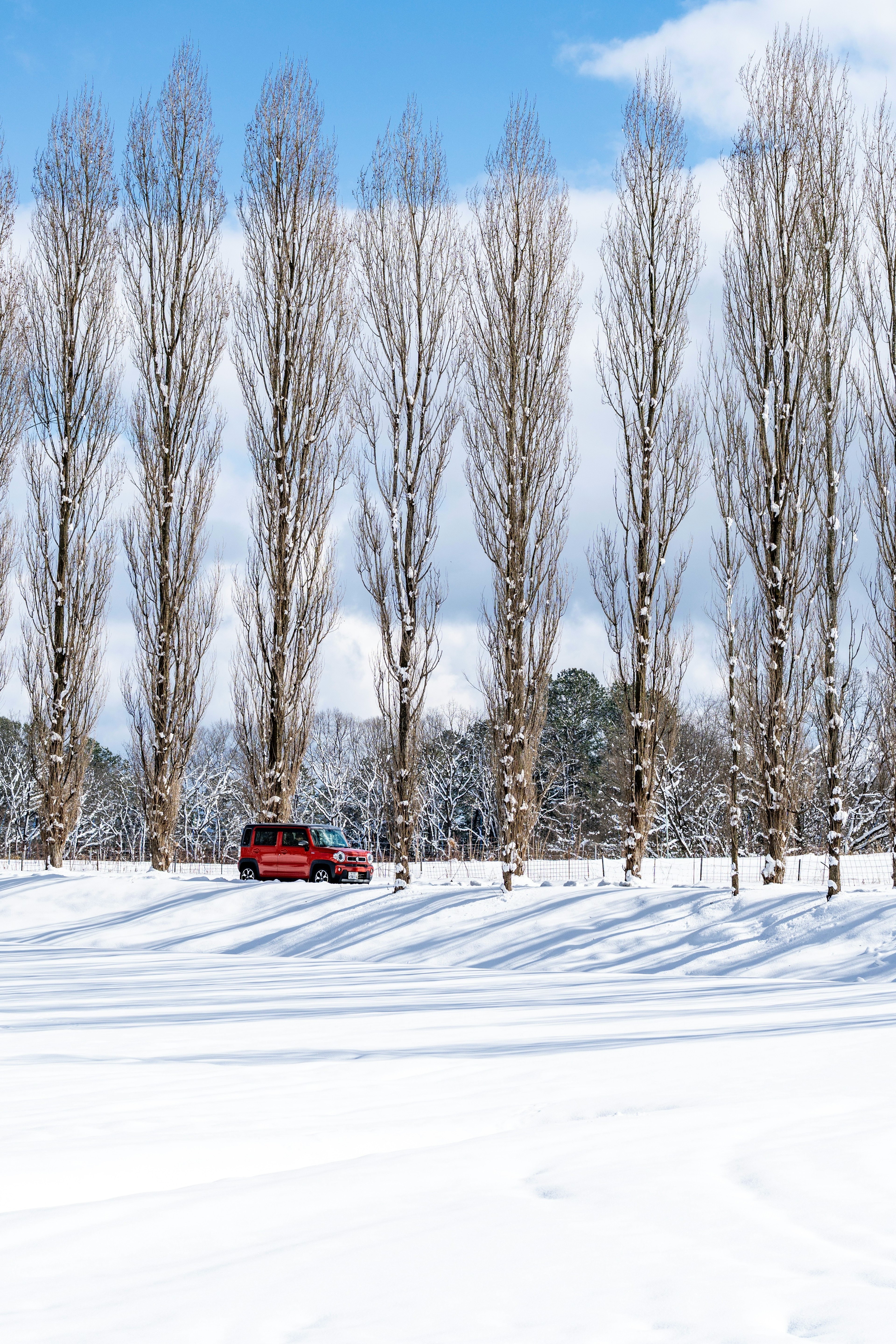 Poplar trees lined in snow with a red car in a winter landscape