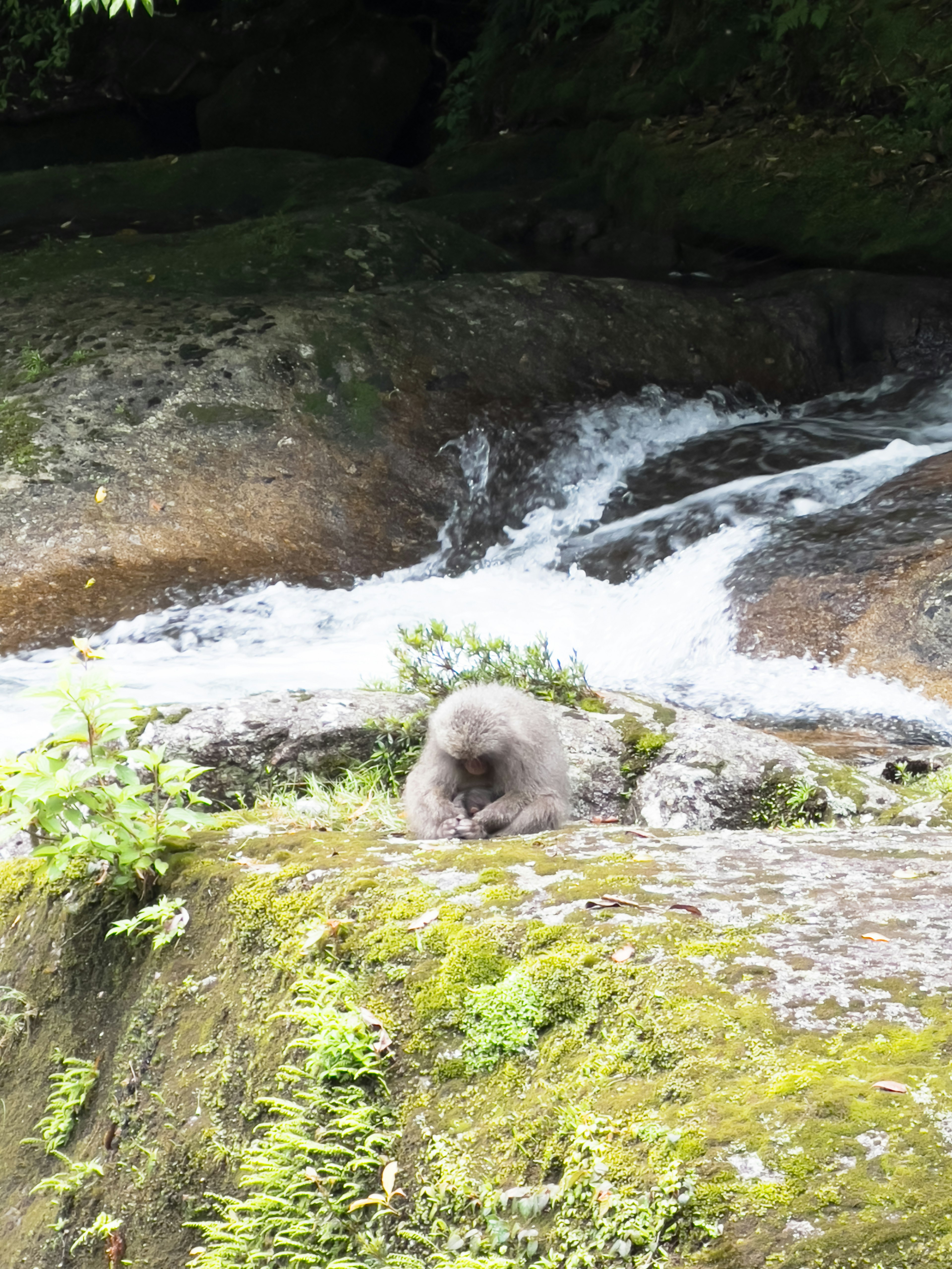 A monkey resting near a flowing stream with green moss