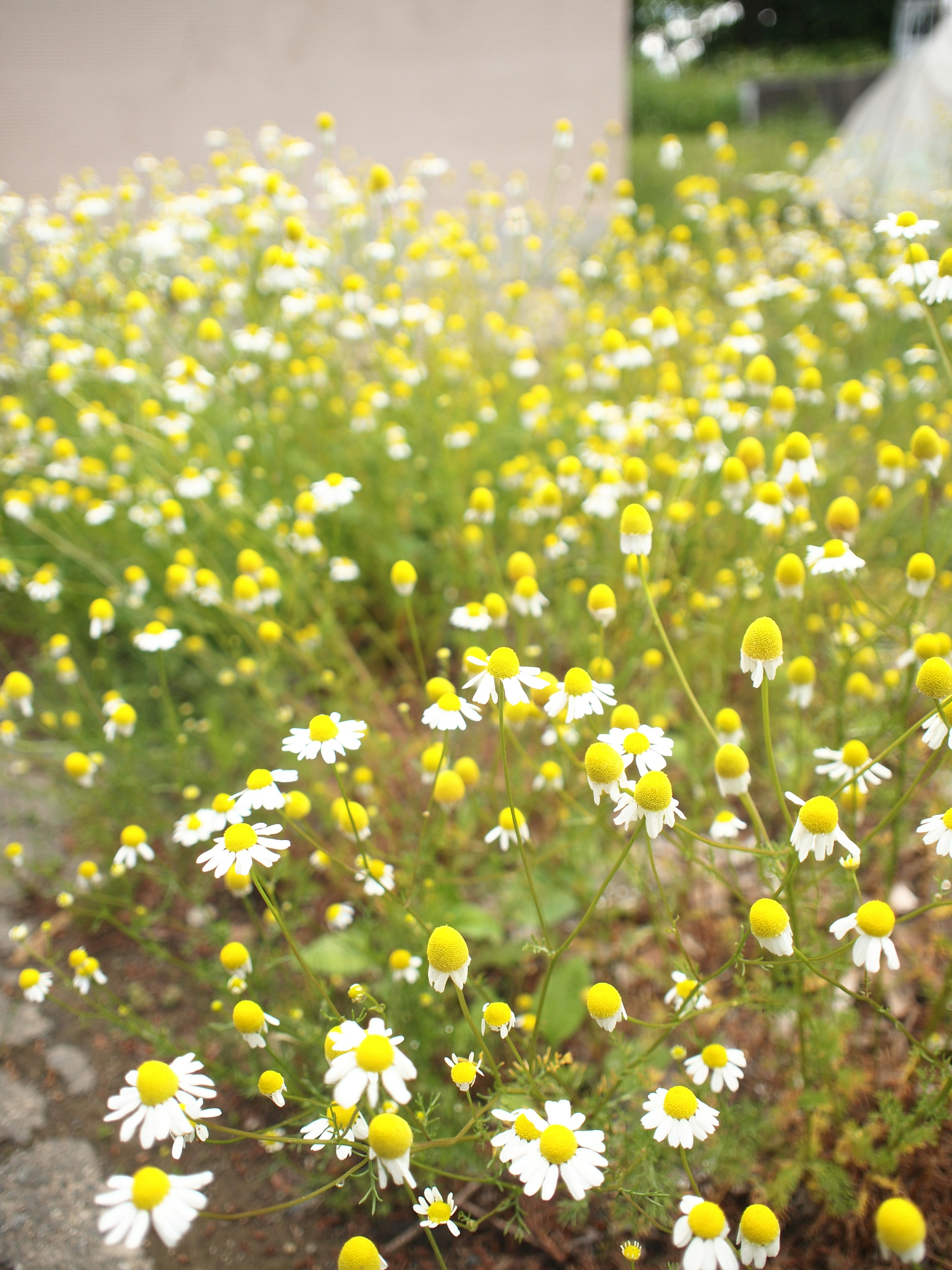 黄色と白の花が咲く野原の風景