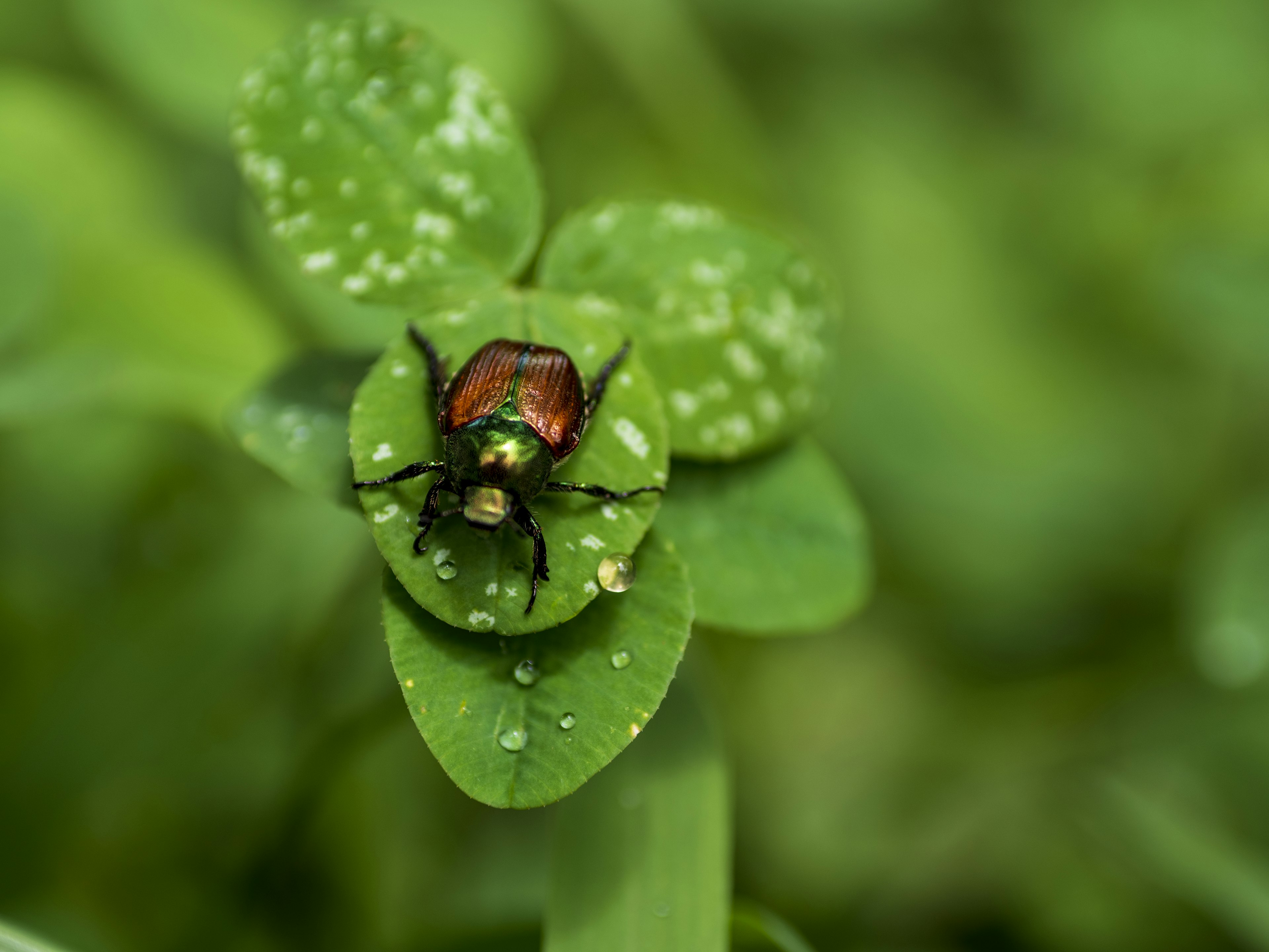 Insecte avec des gouttes d'eau sur des feuilles vertes