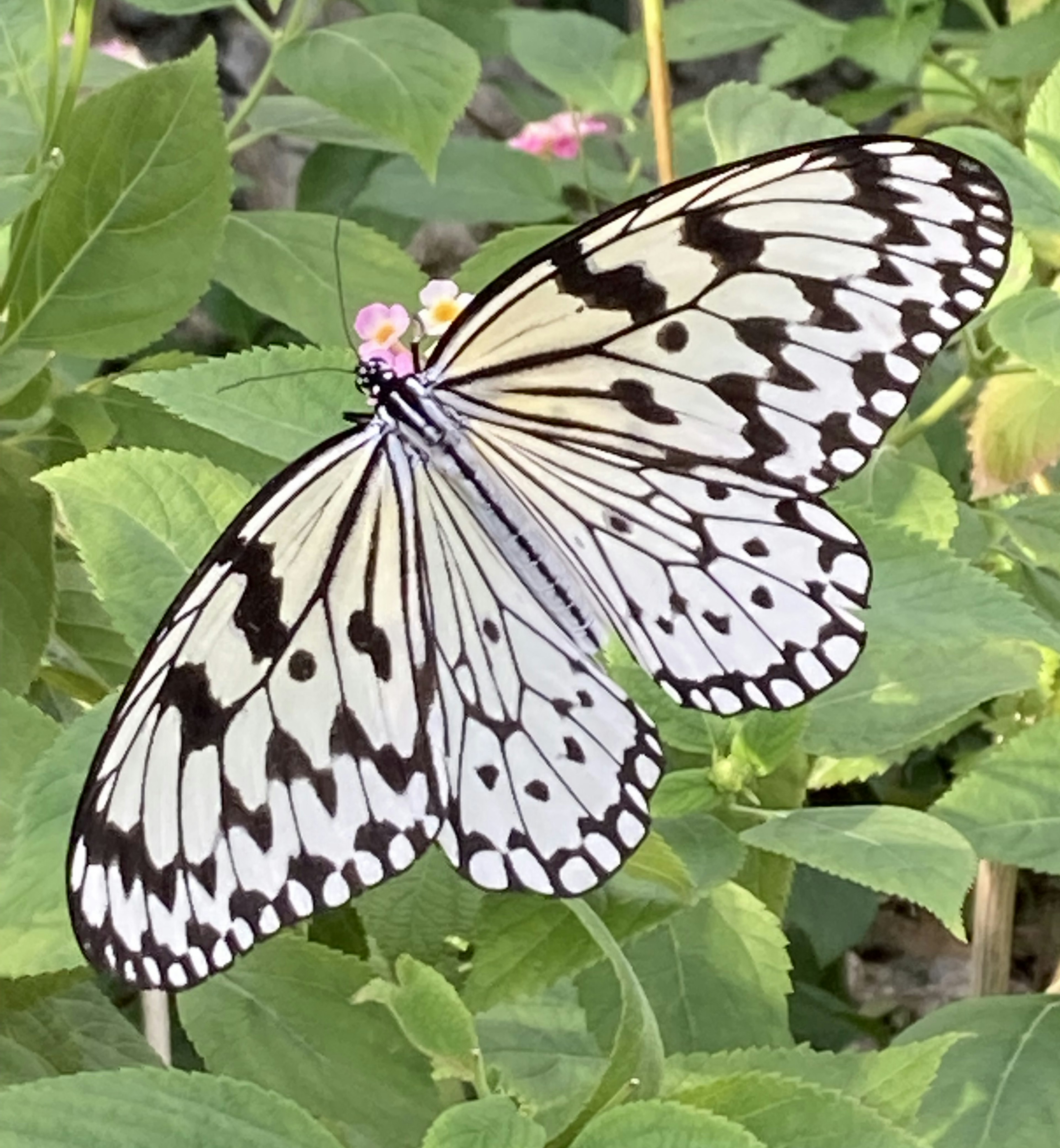 A black and white patterned butterfly resting on green leaves