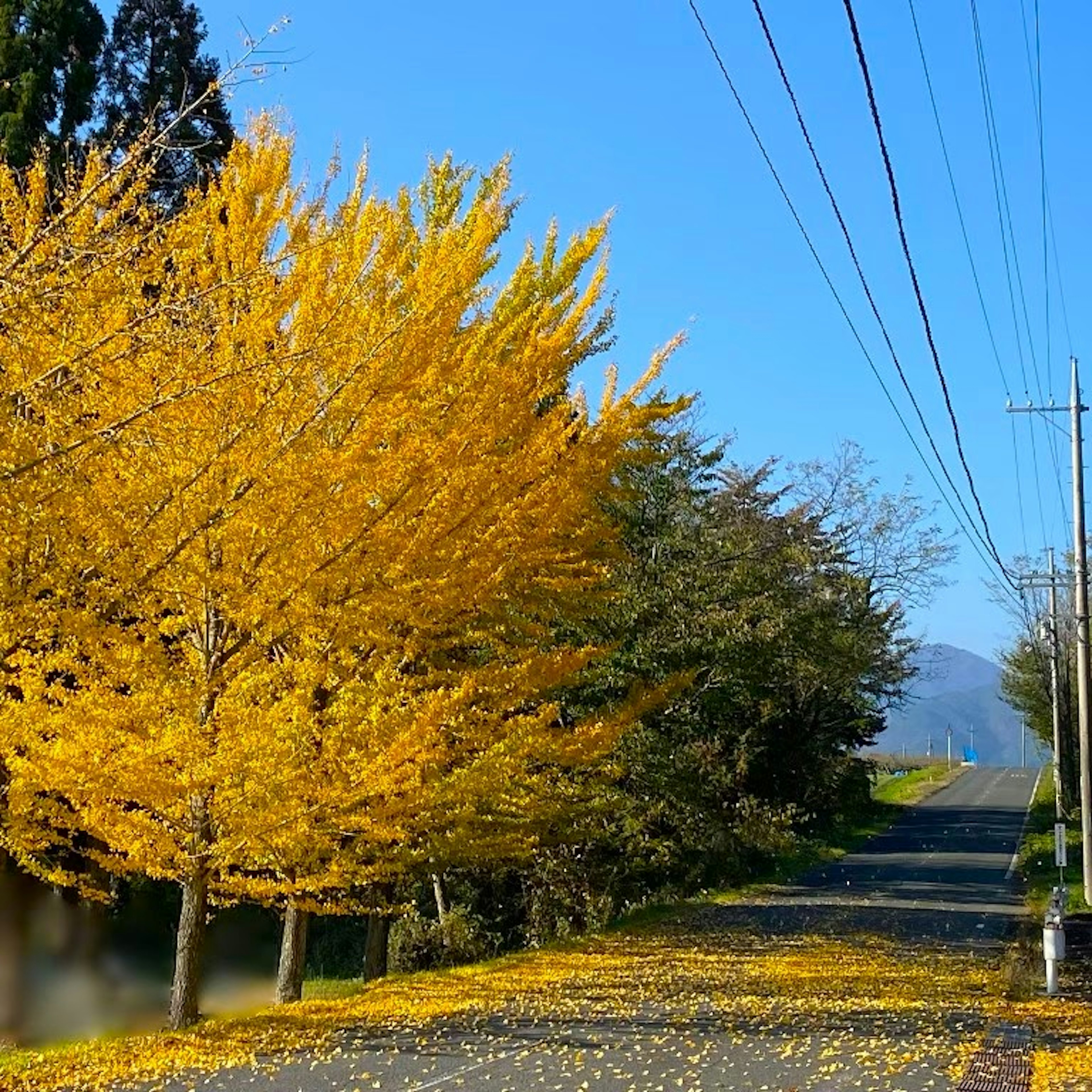 秋の黄色いイチョウの木が並ぶ道と青空