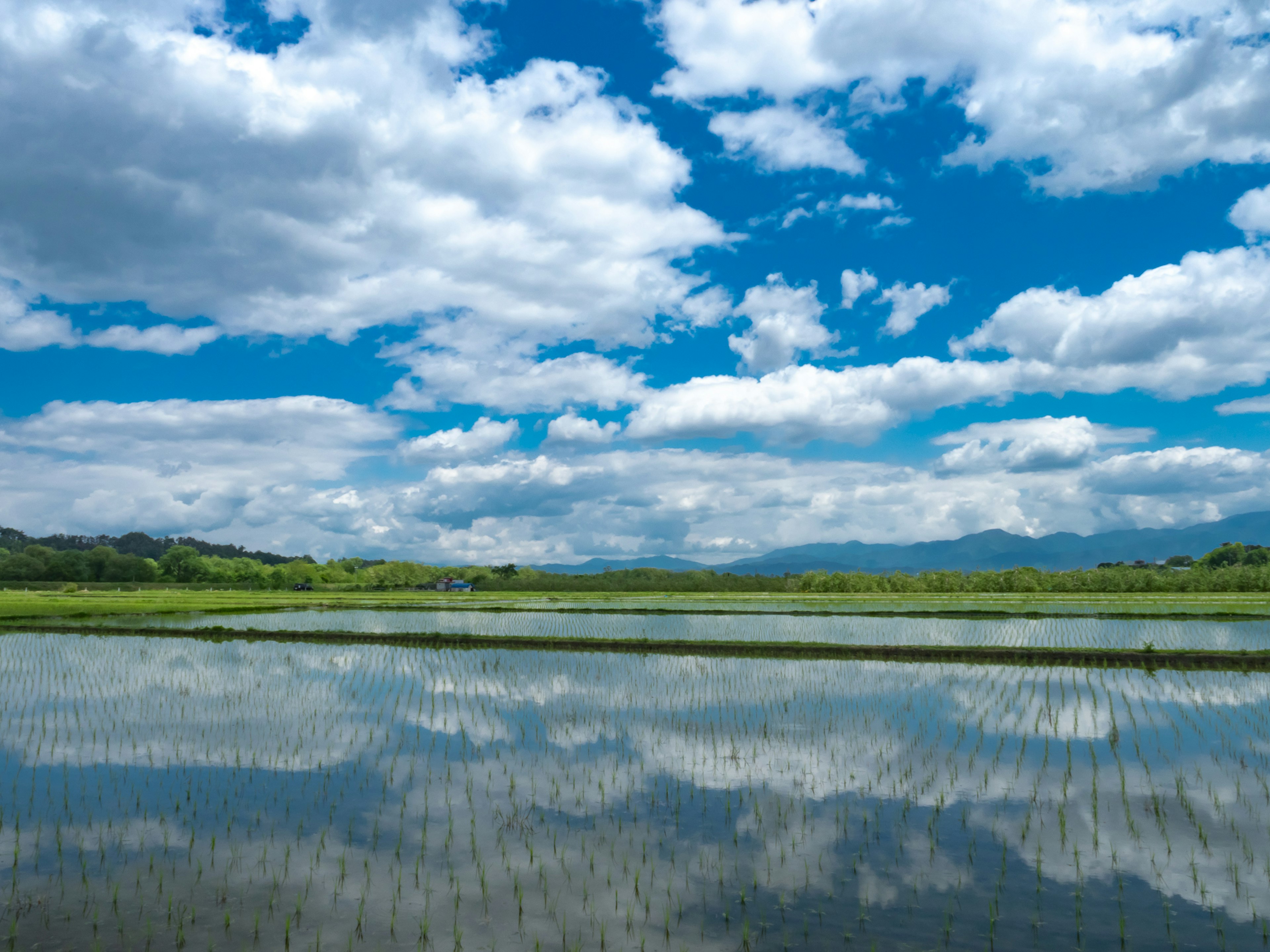 Paisaje de campos de arroz reflejando el cielo azul y las nubes blancas