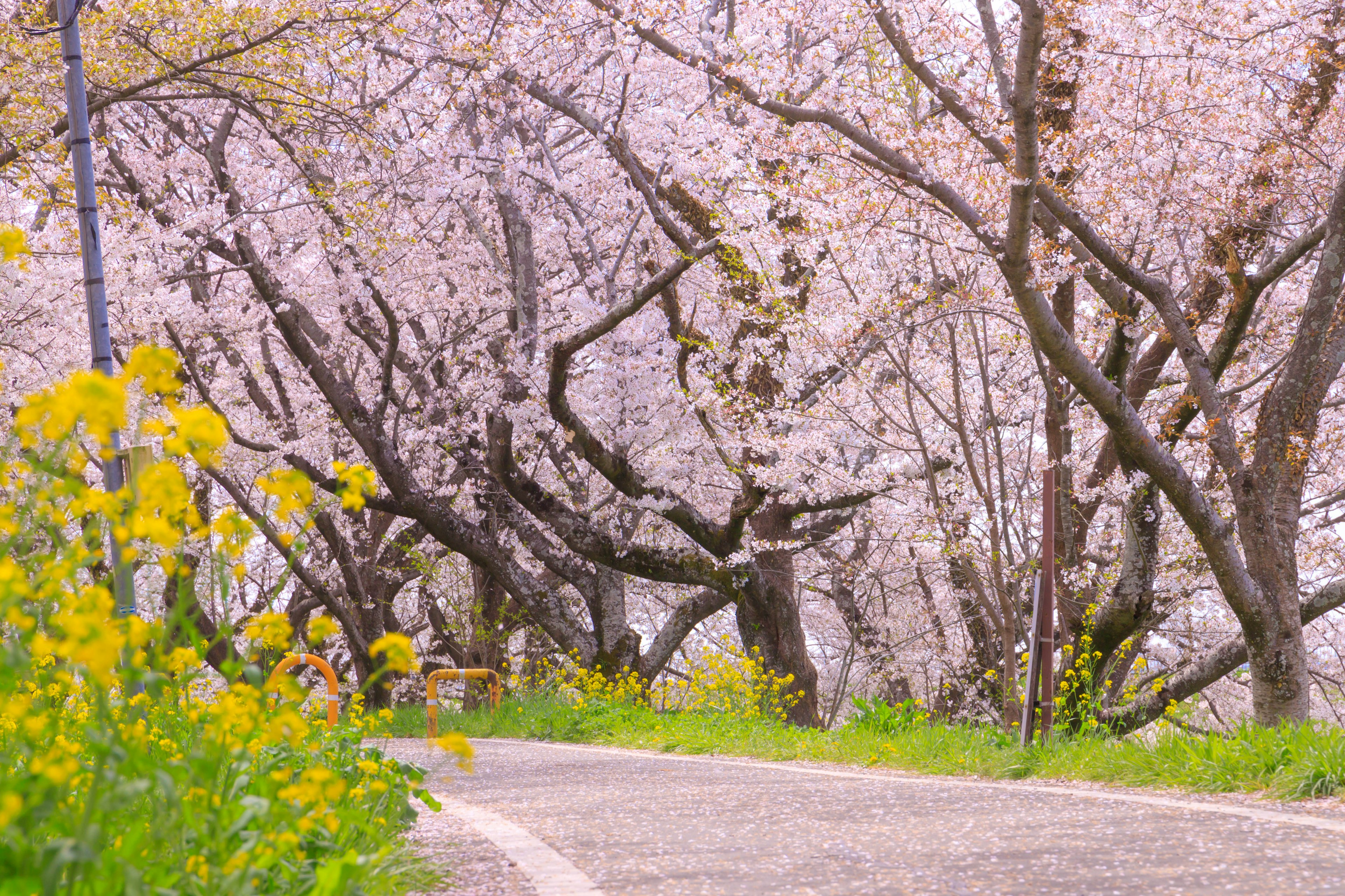 Scenic path lined with cherry blossom trees and yellow flowers