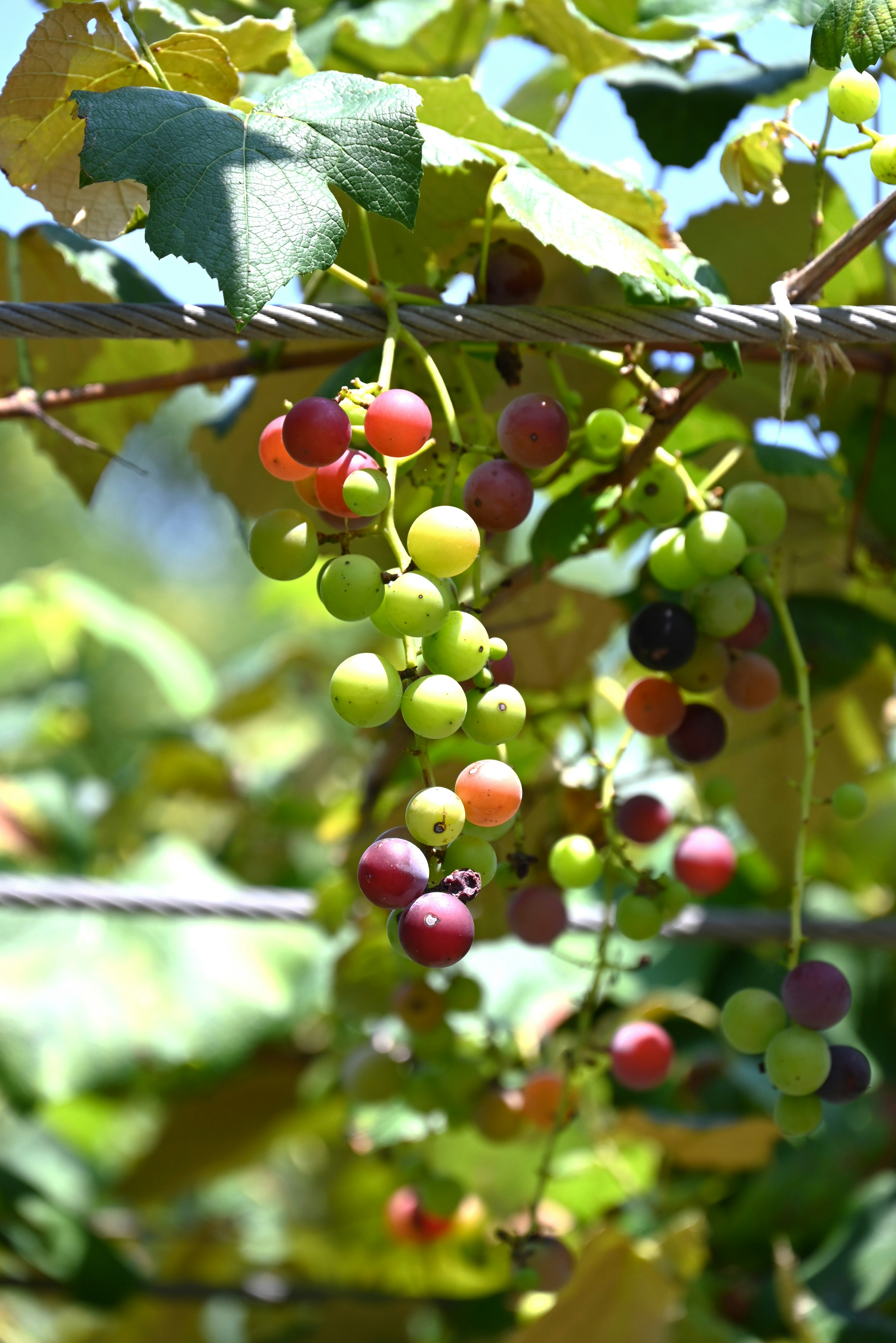 Grappolo d'uva appeso tra foglie verdi con frutti colorati