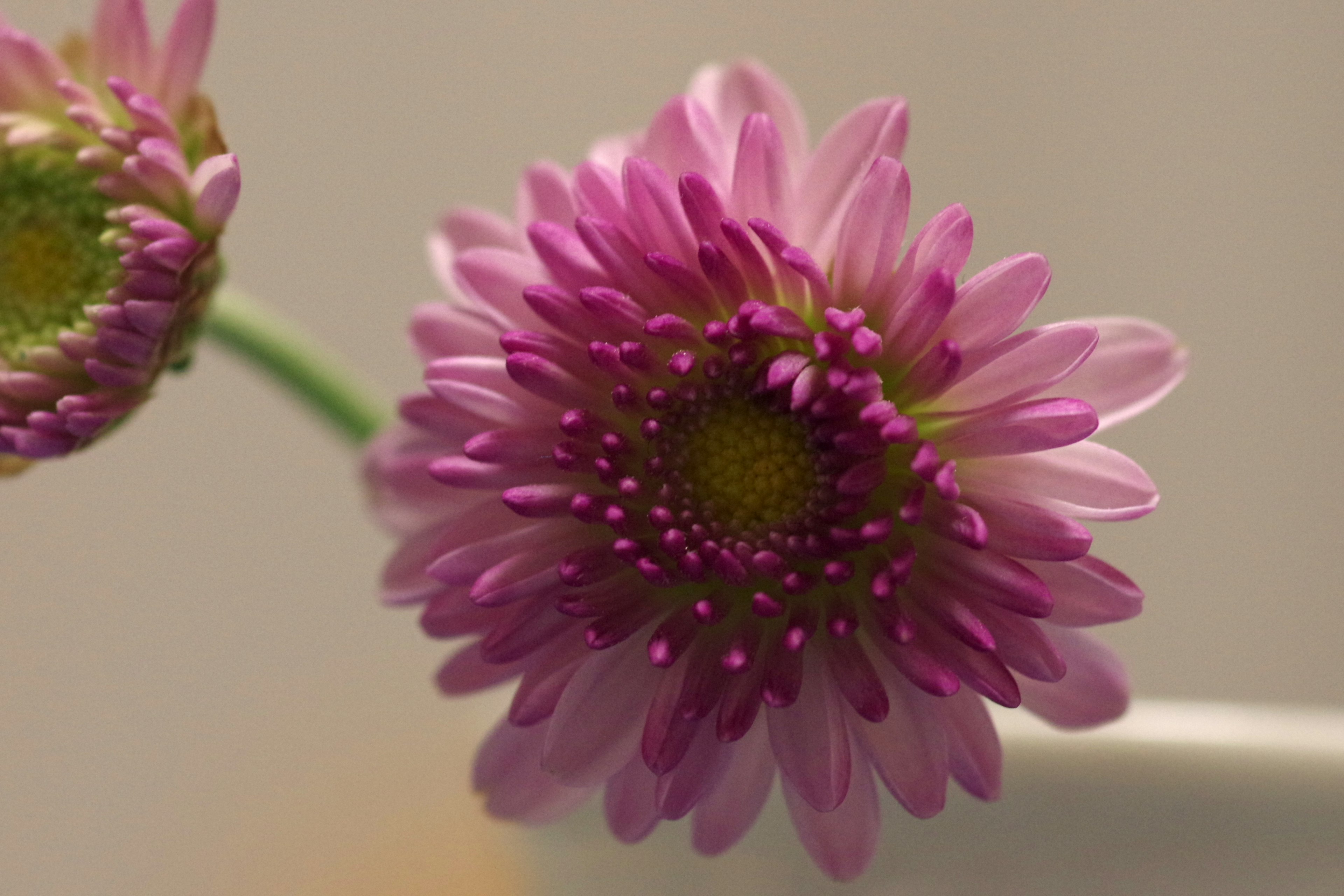 Close-up bunga pink cerah dengan kelopak halus dan pusat kuning