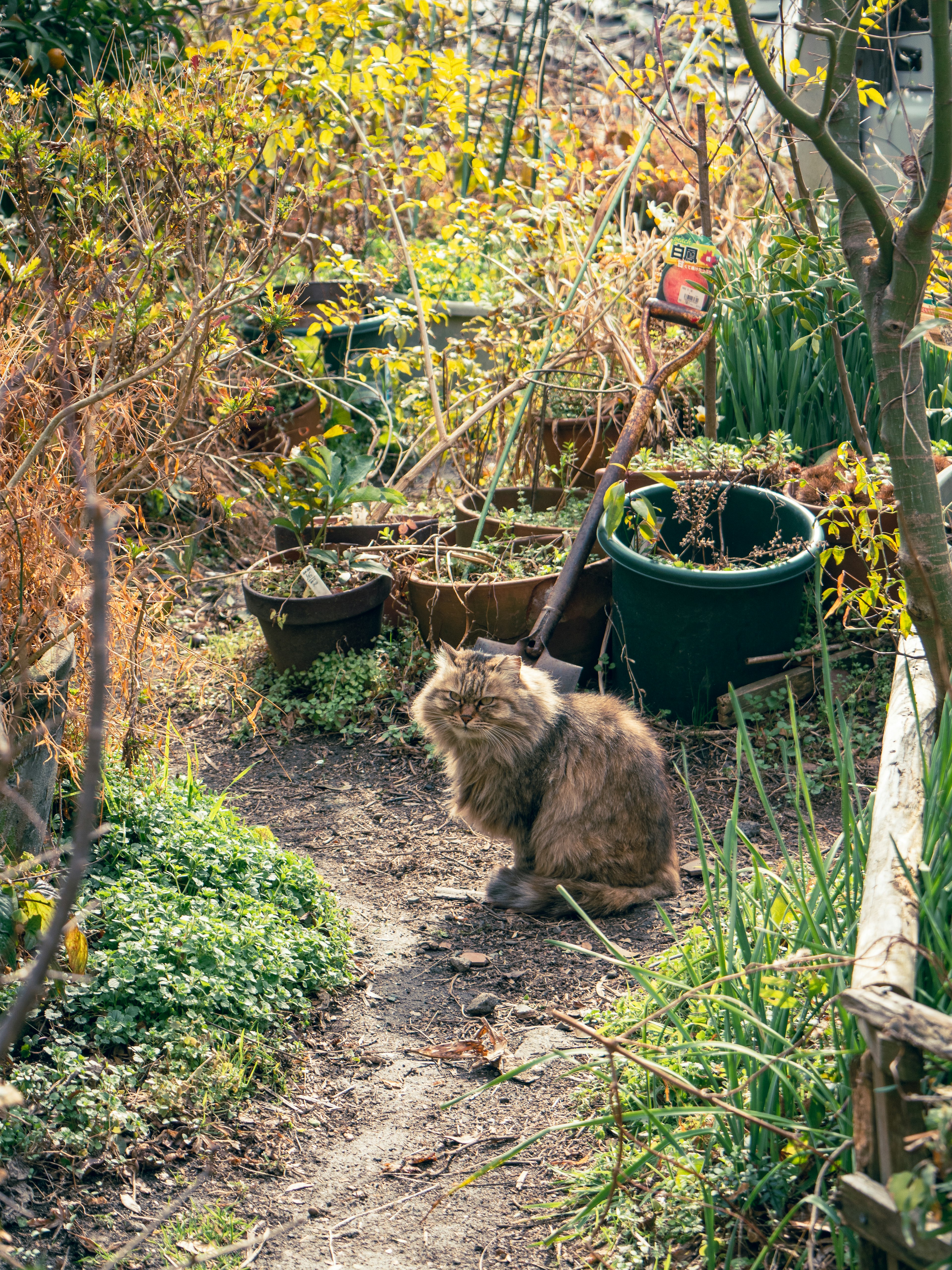 庭の中に座っている猫 植木鉢や緑の植物が周囲にある