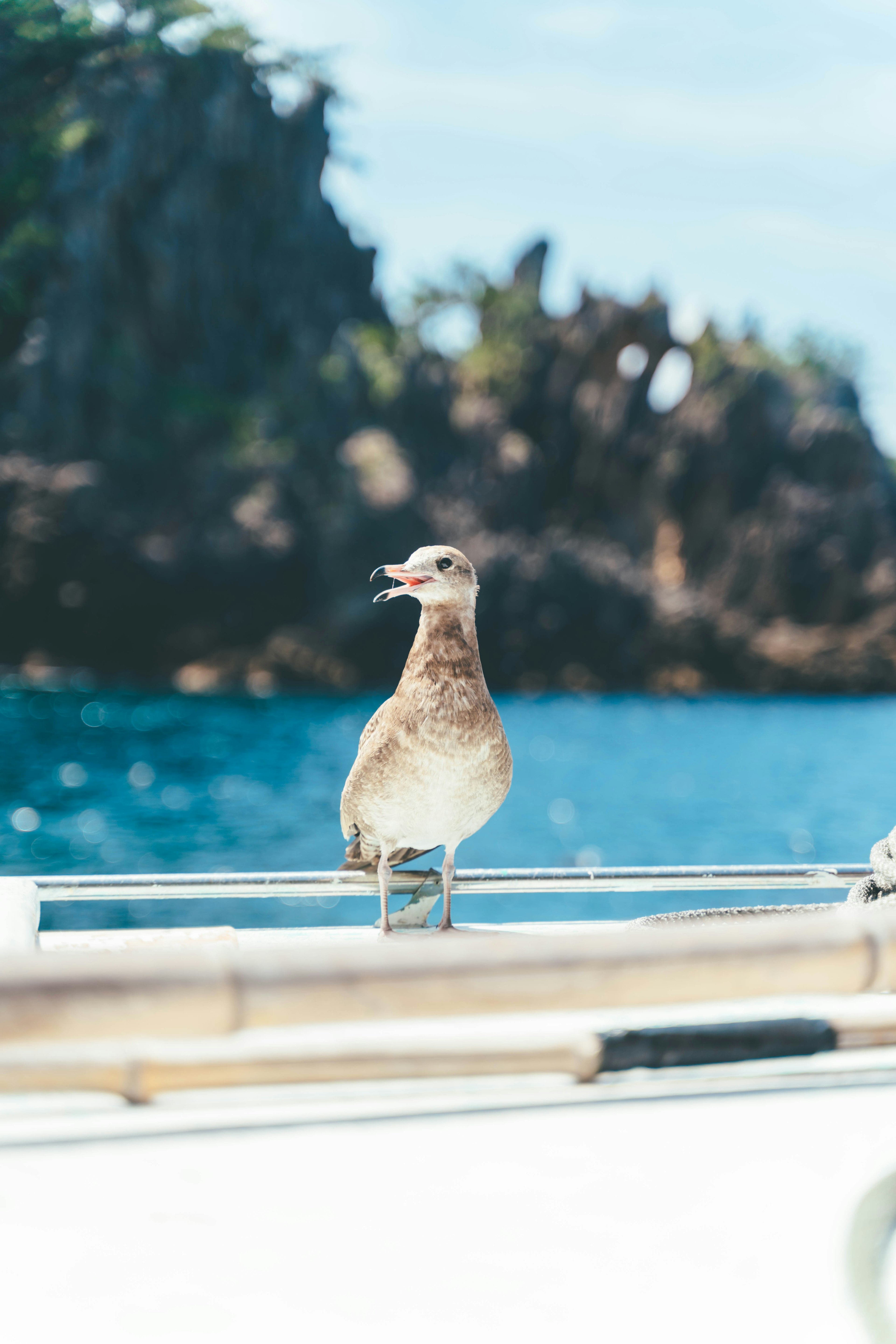 Ein Vogel steht auf dem Geländer eines Bootes mit dem Ozean im Hintergrund