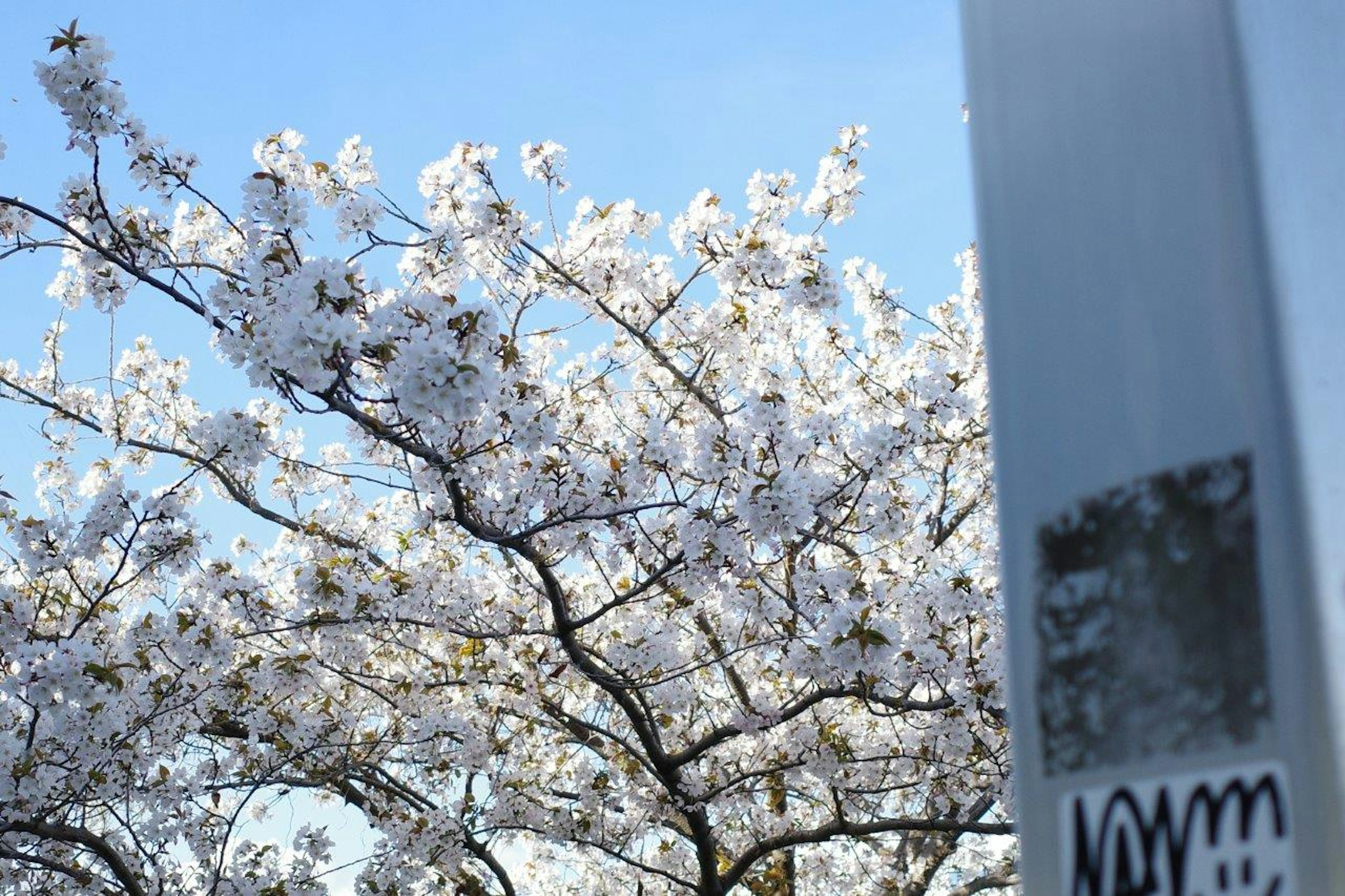 White cherry blossoms blooming under blue sky with nearby object