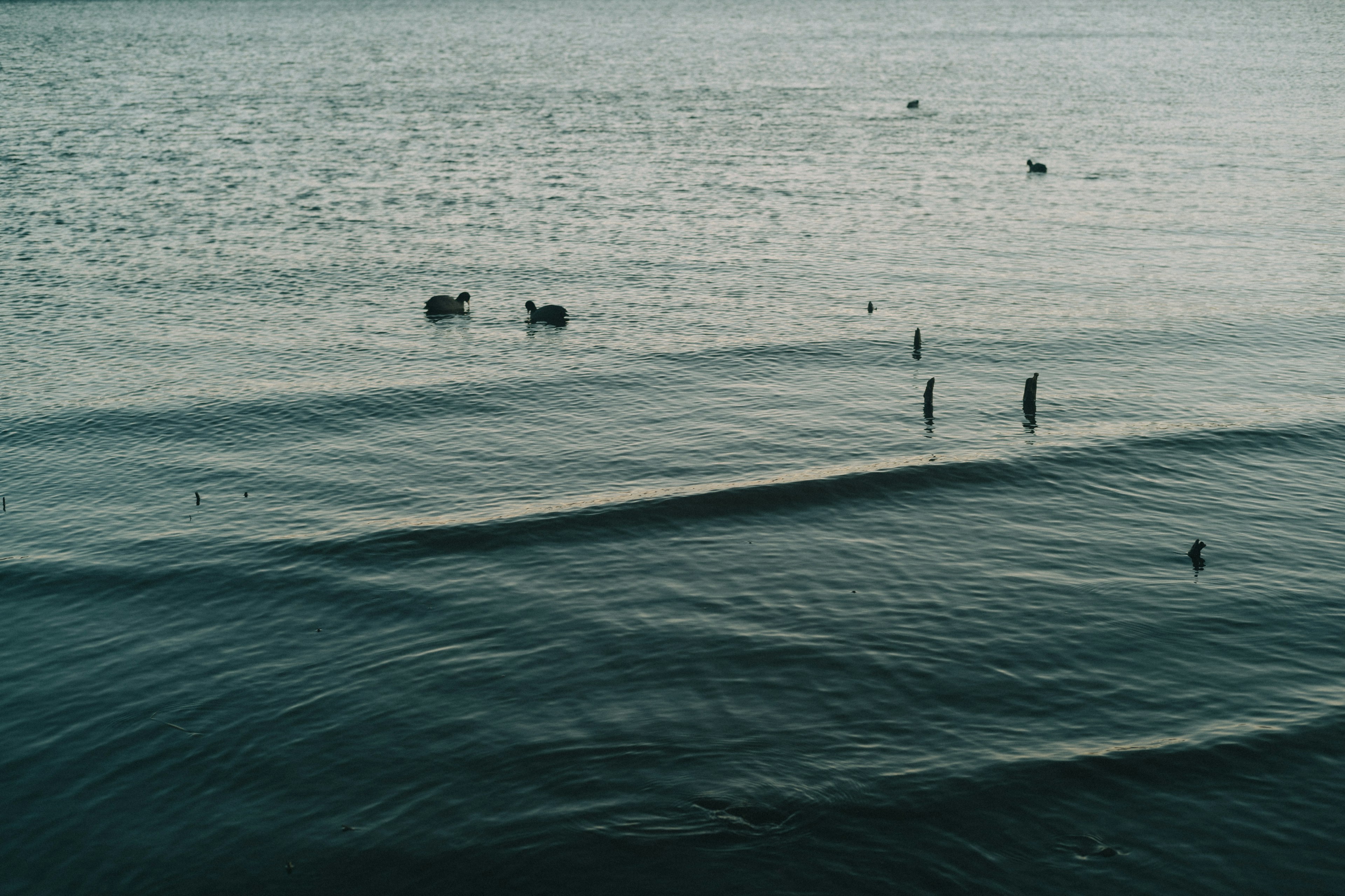 Paysage marin calme avec des vagues et des animaux