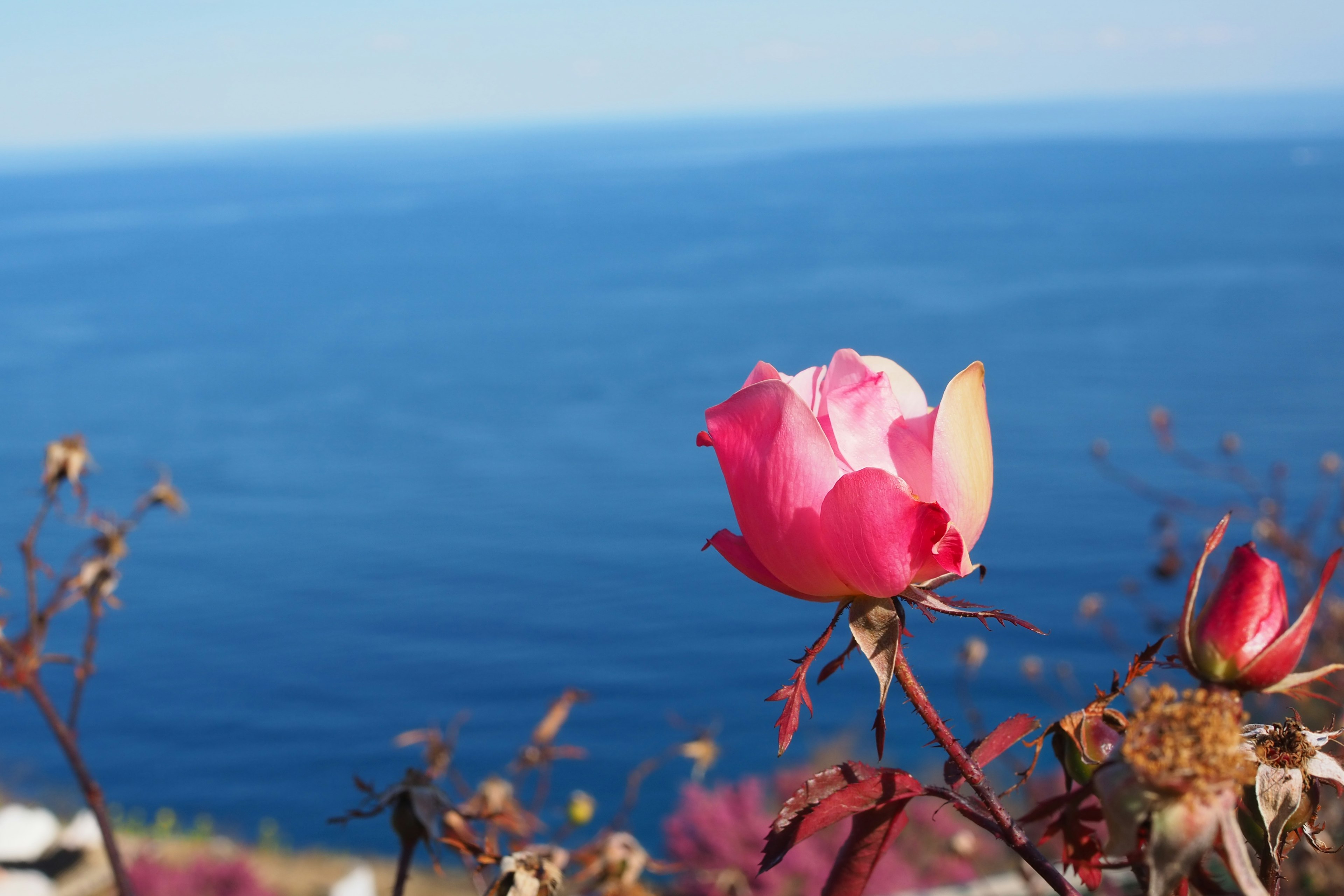 Fleur de rose rose et bouton sur fond océan bleu